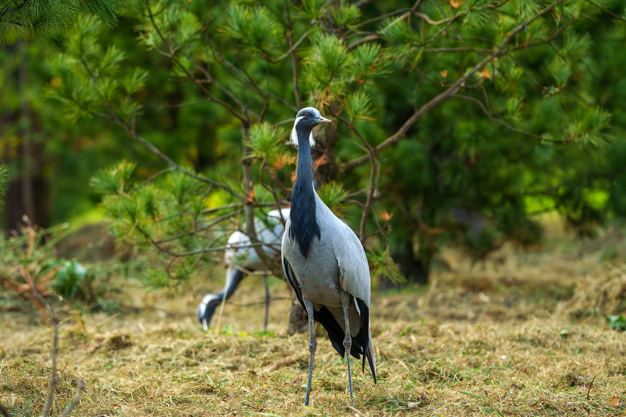 Удивительные мир птиц. Вокруг нас столько прекрасного — присмотритесь!. Ваш личный фотограф Марина Волкова