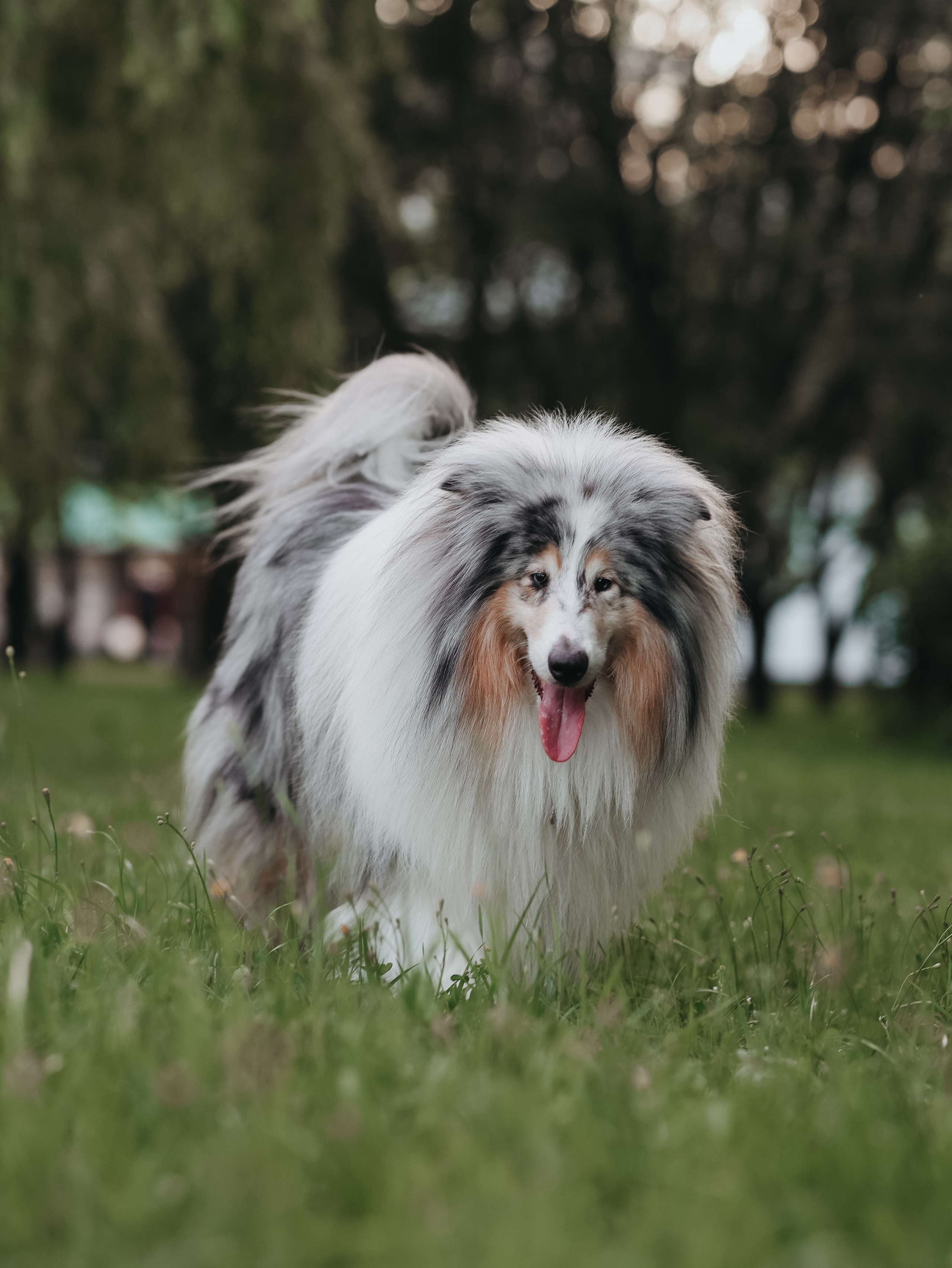 Гранд и Инга. Фотограф-анималист в Москве Кириллова Татьяна