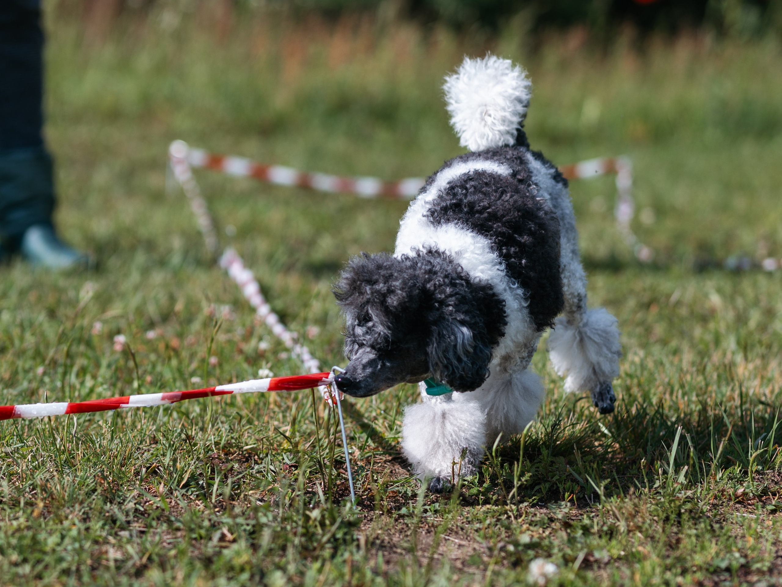 Лагерь ноузворк. Фотограф-анималист в Москве Кириллова Татьяна