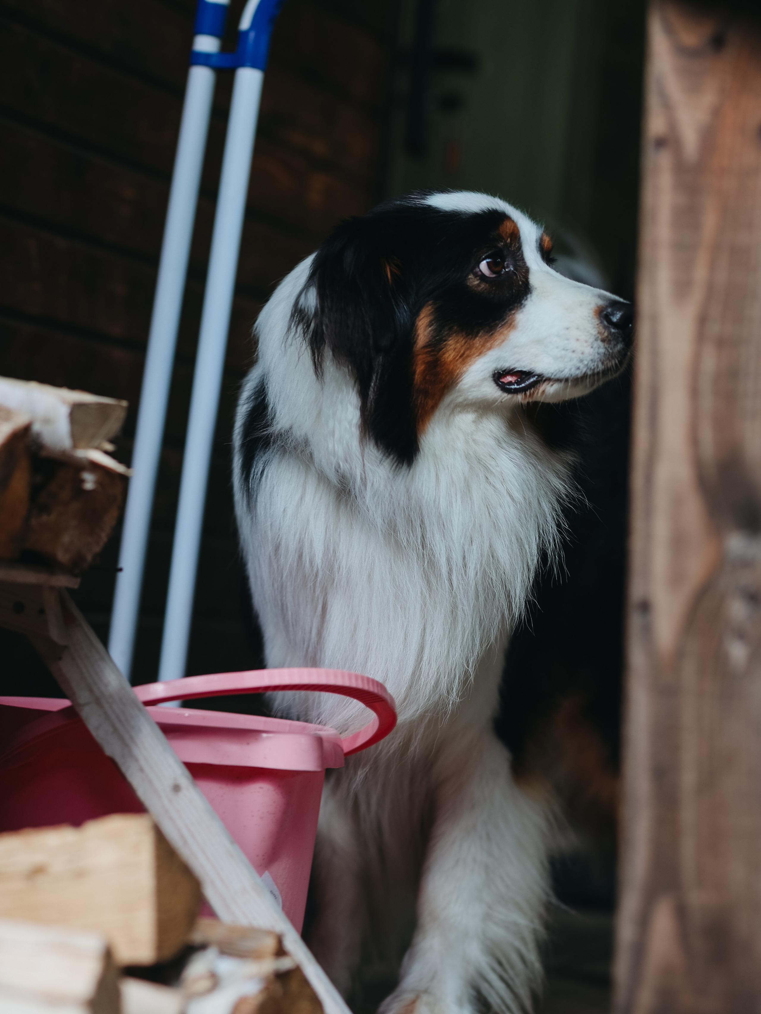 Лагерь ноузворк. Фотограф-анималист в Москве Кириллова Татьяна