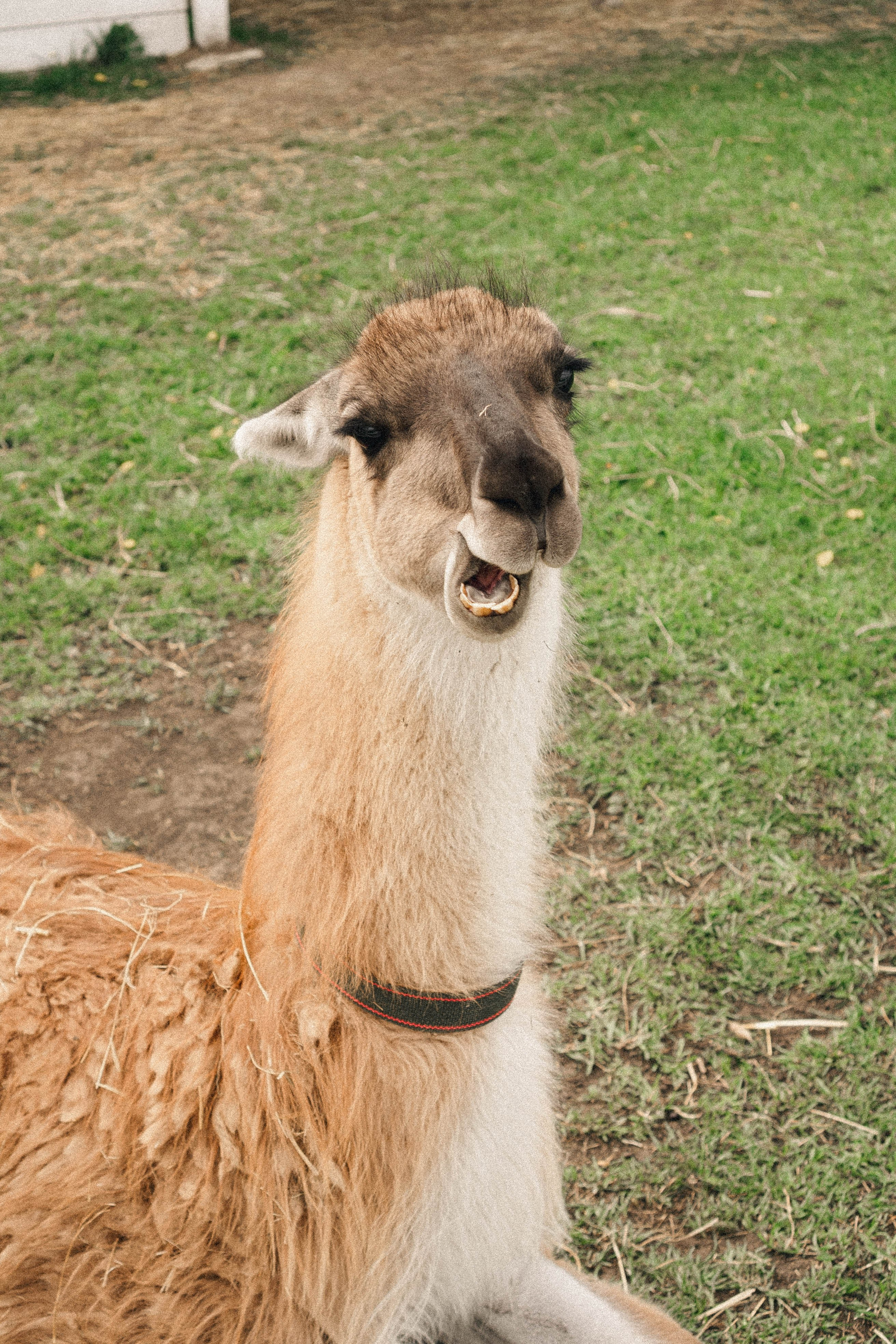 Ферма Альпак. Профессиональный фотограф, Санкт-Петербург — Виктория Богомолова