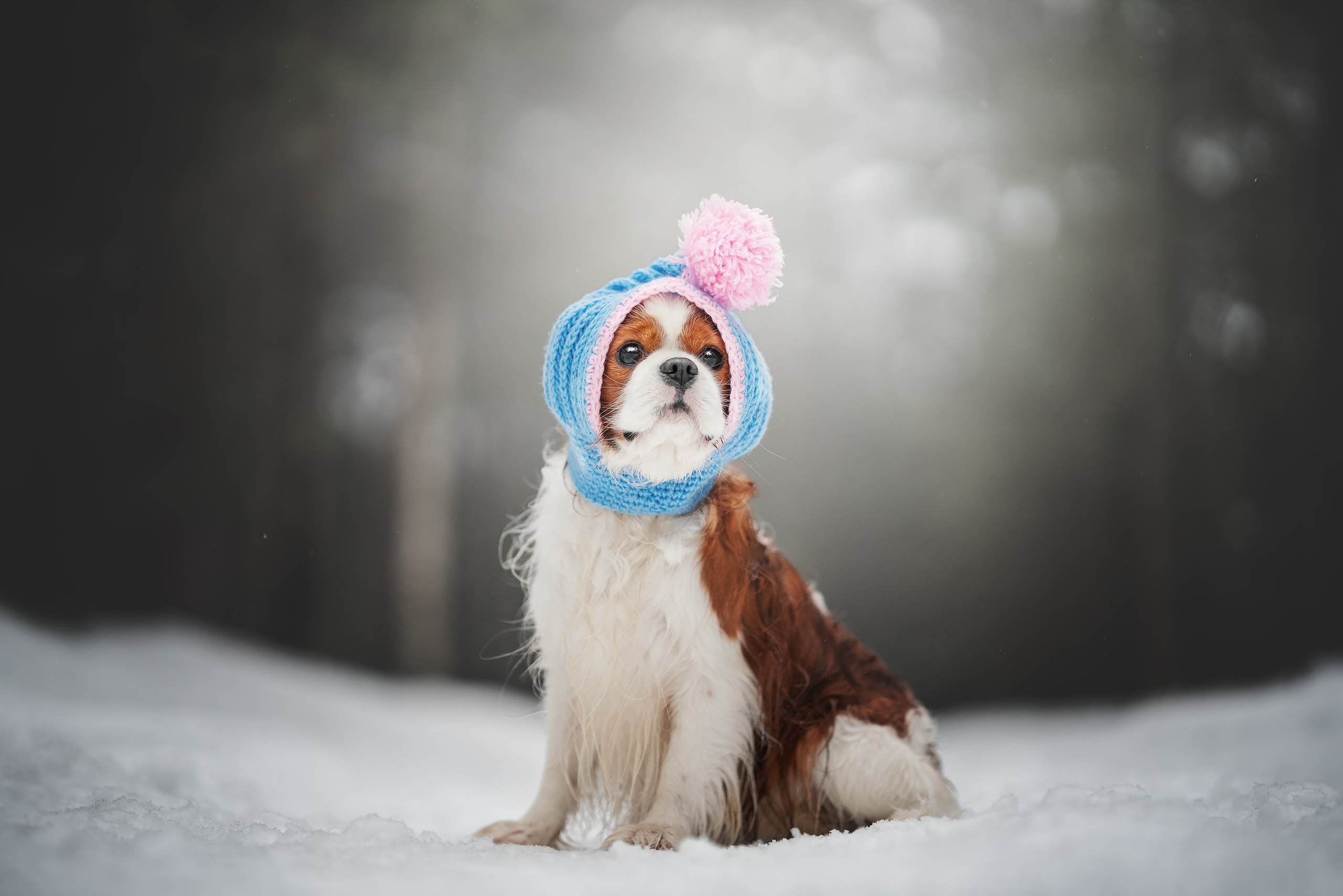 Бастер и Голди. Фотограф анималист Осипчикова Мария