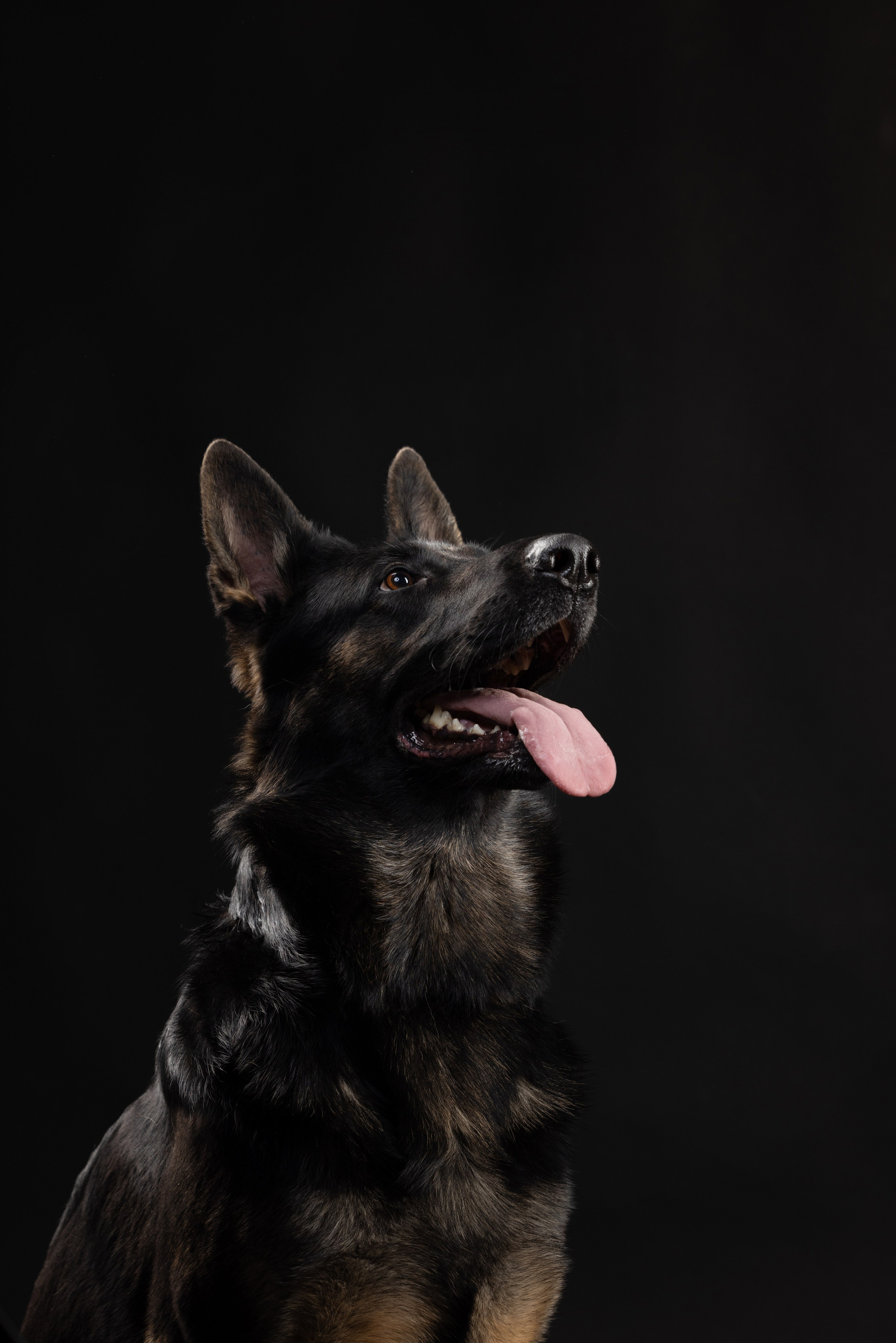 Жара и Делфи. Фотограф анималист Осипчикова Мария