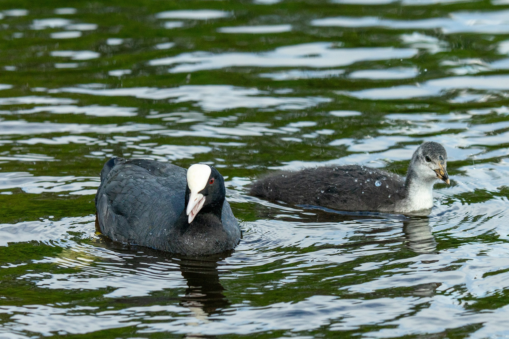 Удивительные мир птиц. Вокруг нас столько прекрасного — присмотритесь!. Ваш личный фотограф Марина Волкова