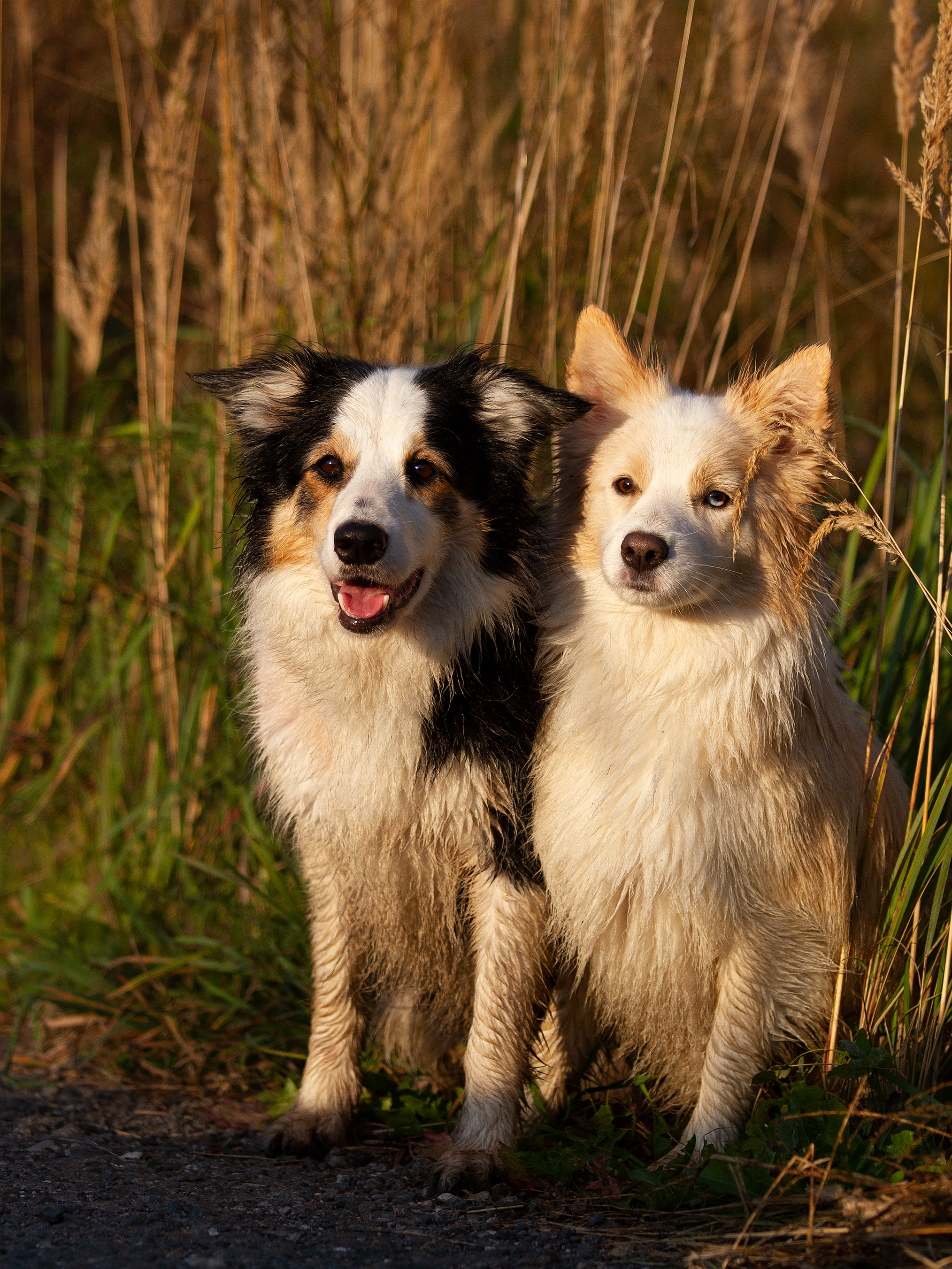 Собаки. Фотограф-анималист в Москве и МО Самойлова Марина