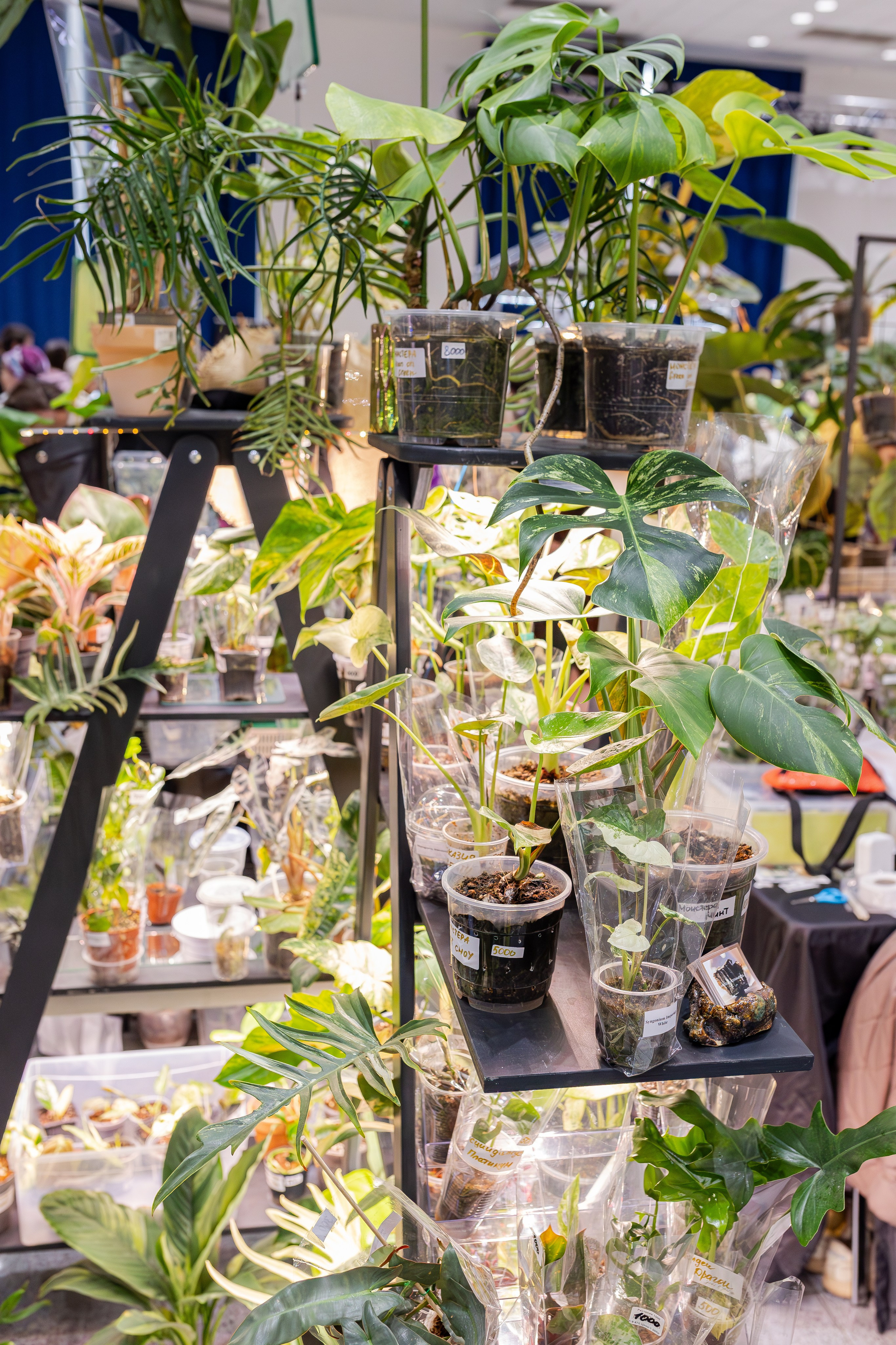 Монстериум апрель 2026. Александра Куликова фотограф, Москва