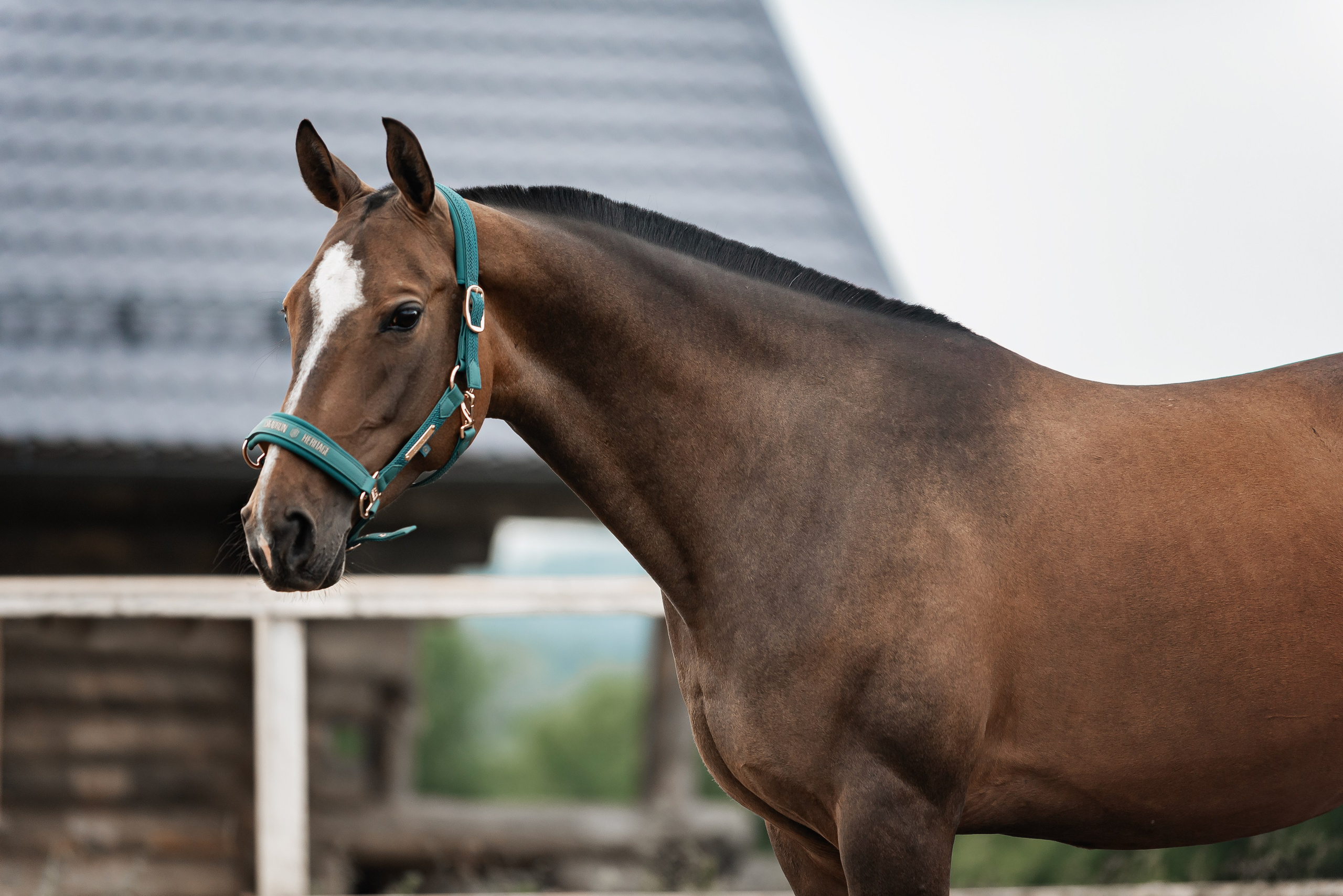 Рони и Зося. Куракина Дарья • Конный фотограф