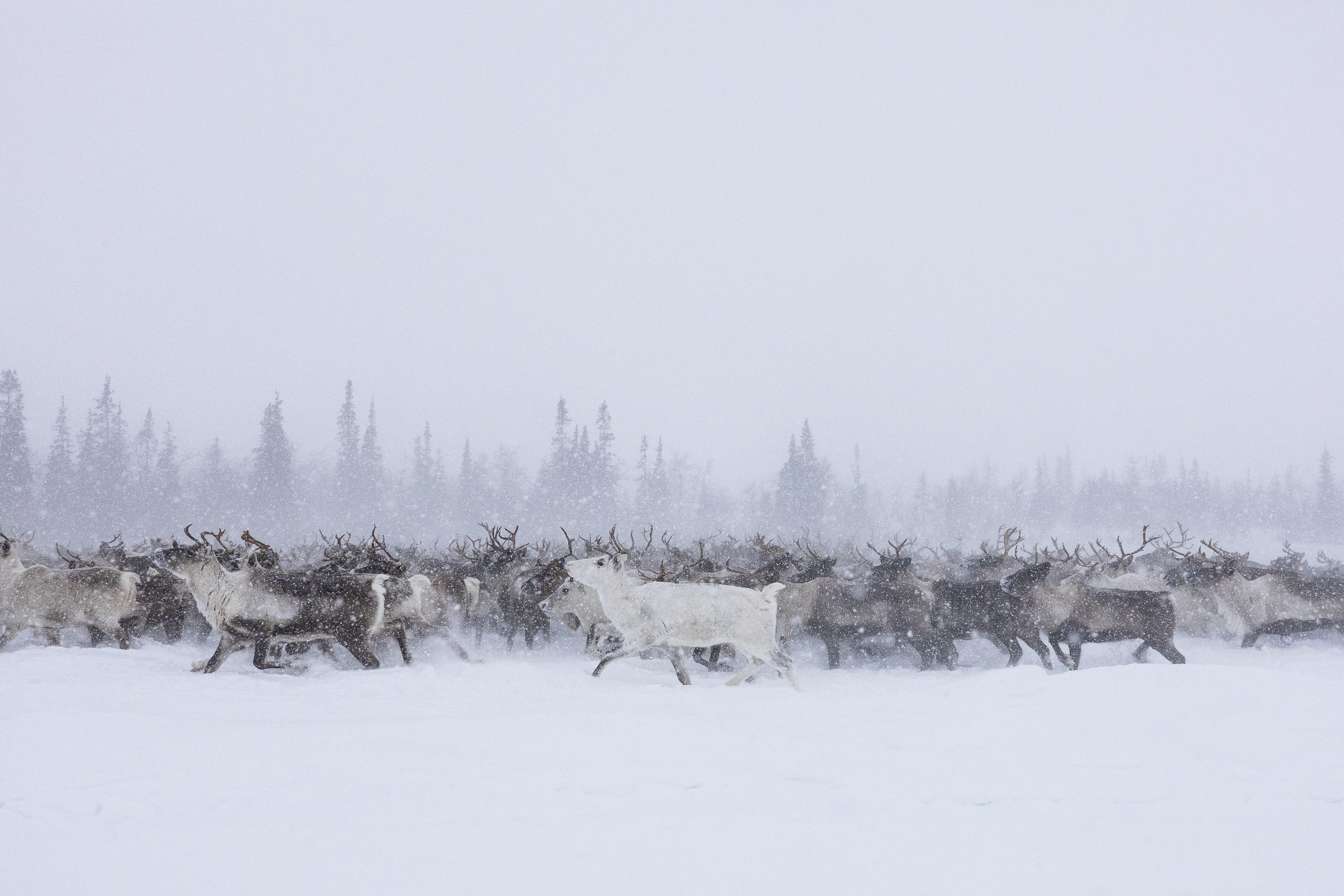 Ловозеро. Оленеводы. Алиса Северная. Визуальные исследования. Пейзажная и документальная фотография