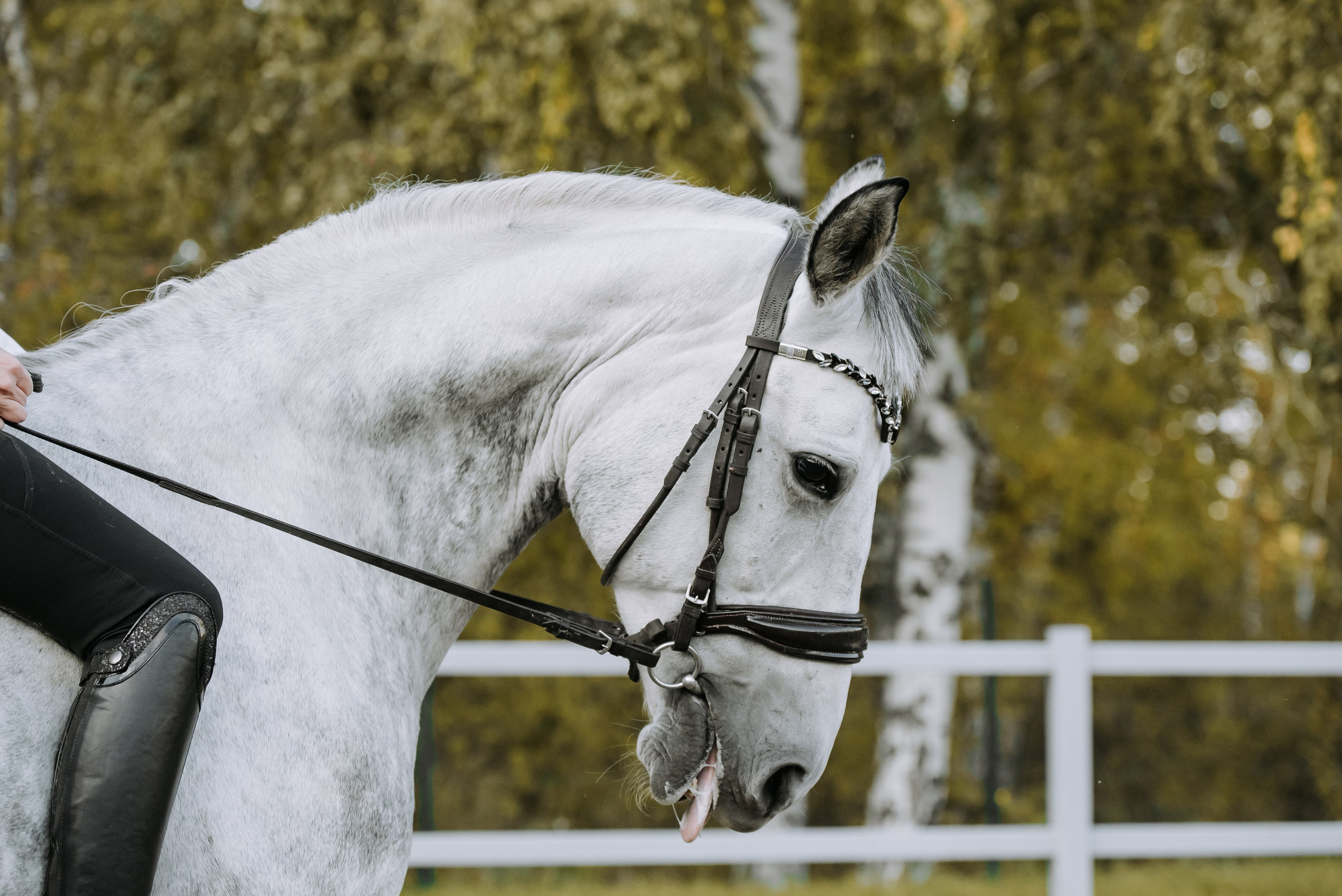 Фотосессия с лошадью Красноярск. Фотограф Диана Оленина Красноярск / Братск