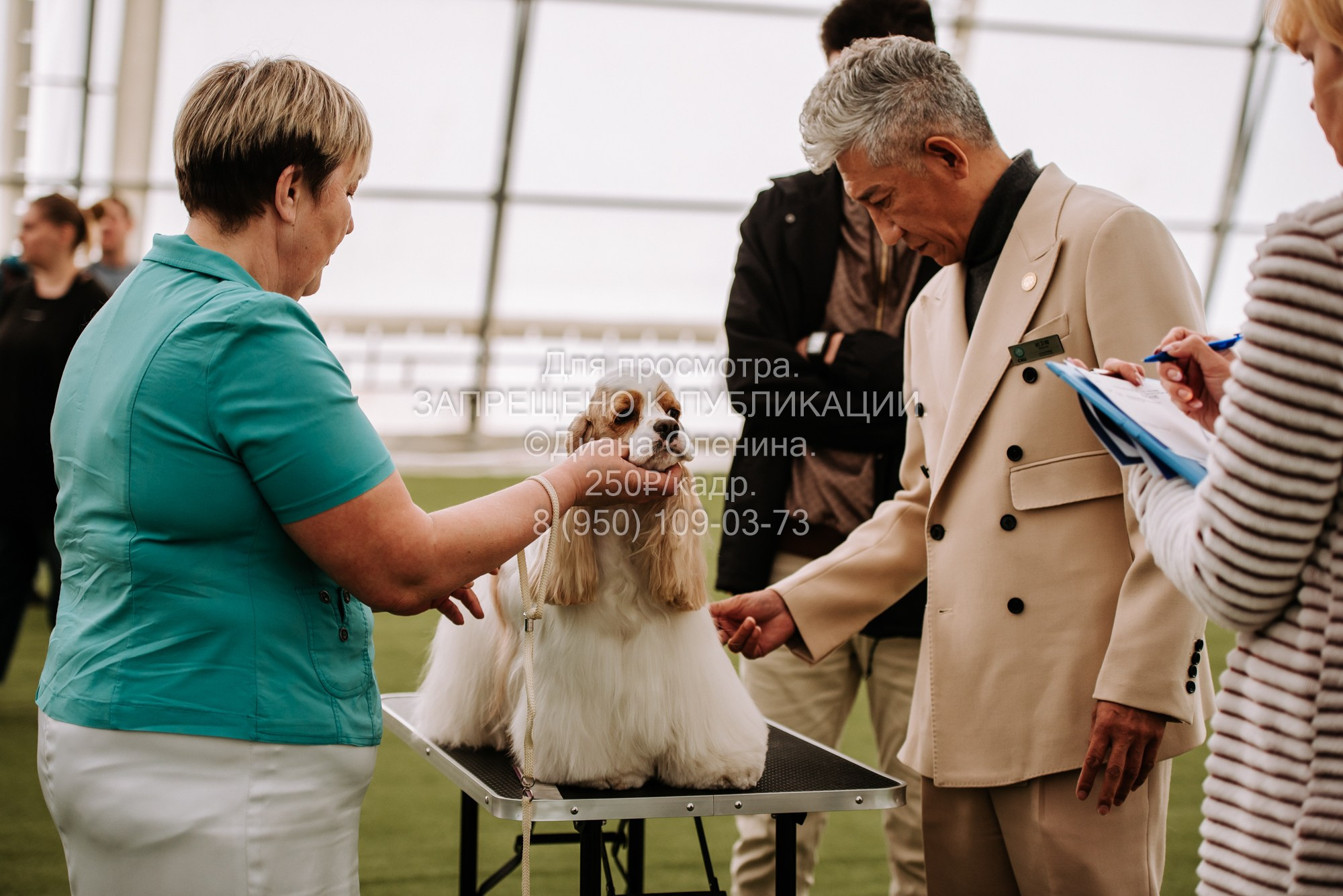 Выставка собак Красноярск 2.06. Фотограф Диана Оленина Красноярск / Братск