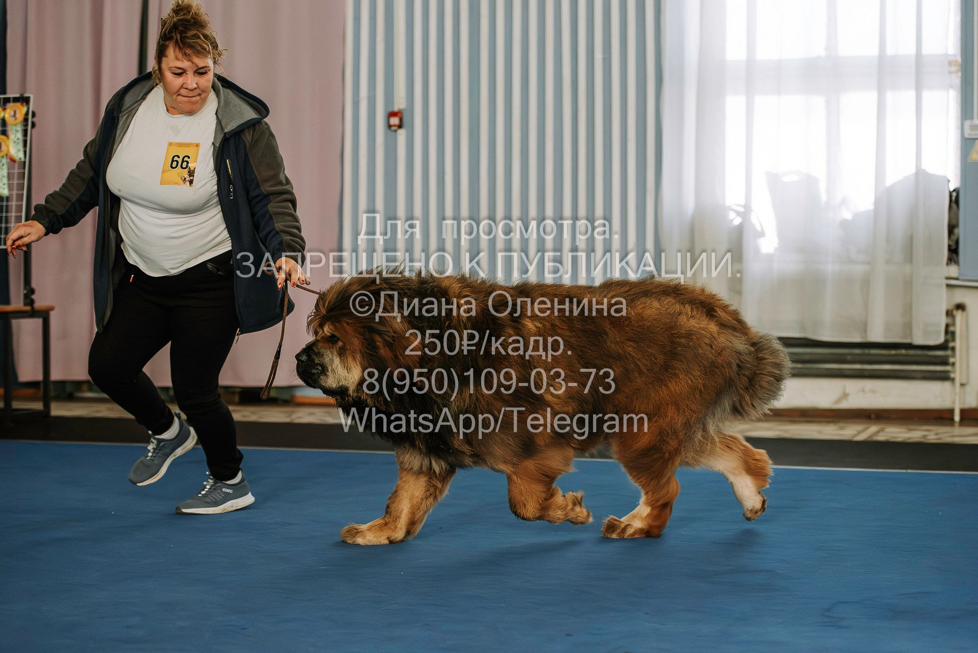 Выставка собак Красноярск 29.10.2023. Фотограф Диана Оленина Красноярск / Братск