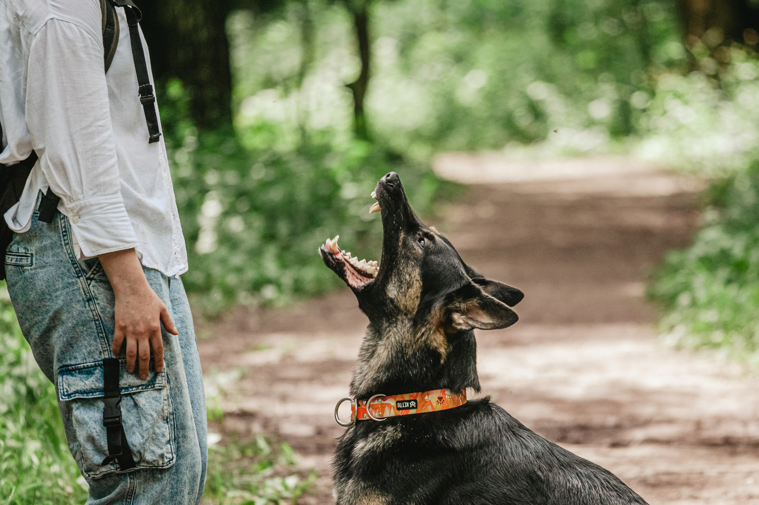Лесная летняя фотопрогулка. Фотограф-анималист Татьяна Степанова