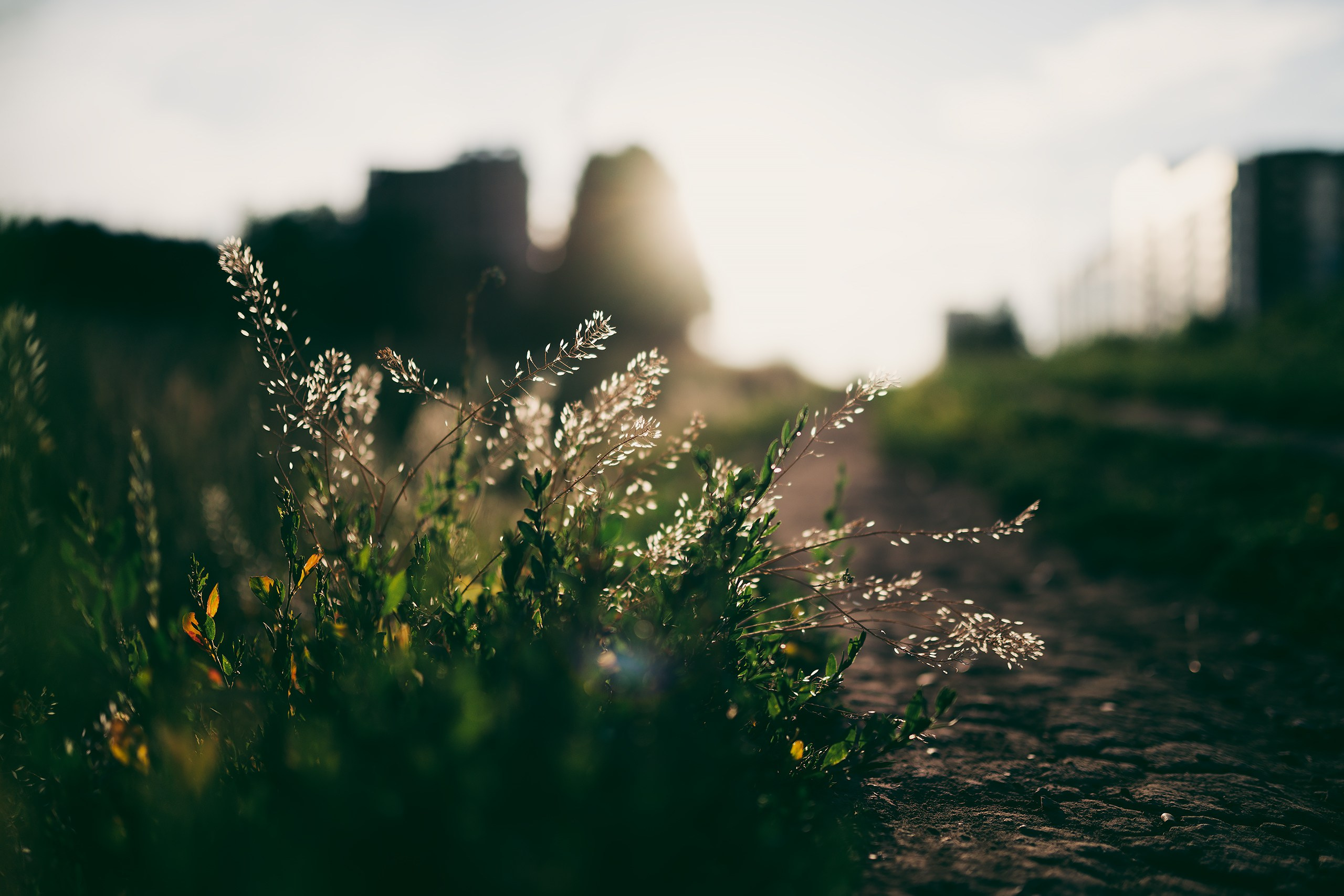 Прогулка на закате. Фотограф Владимир Орлов