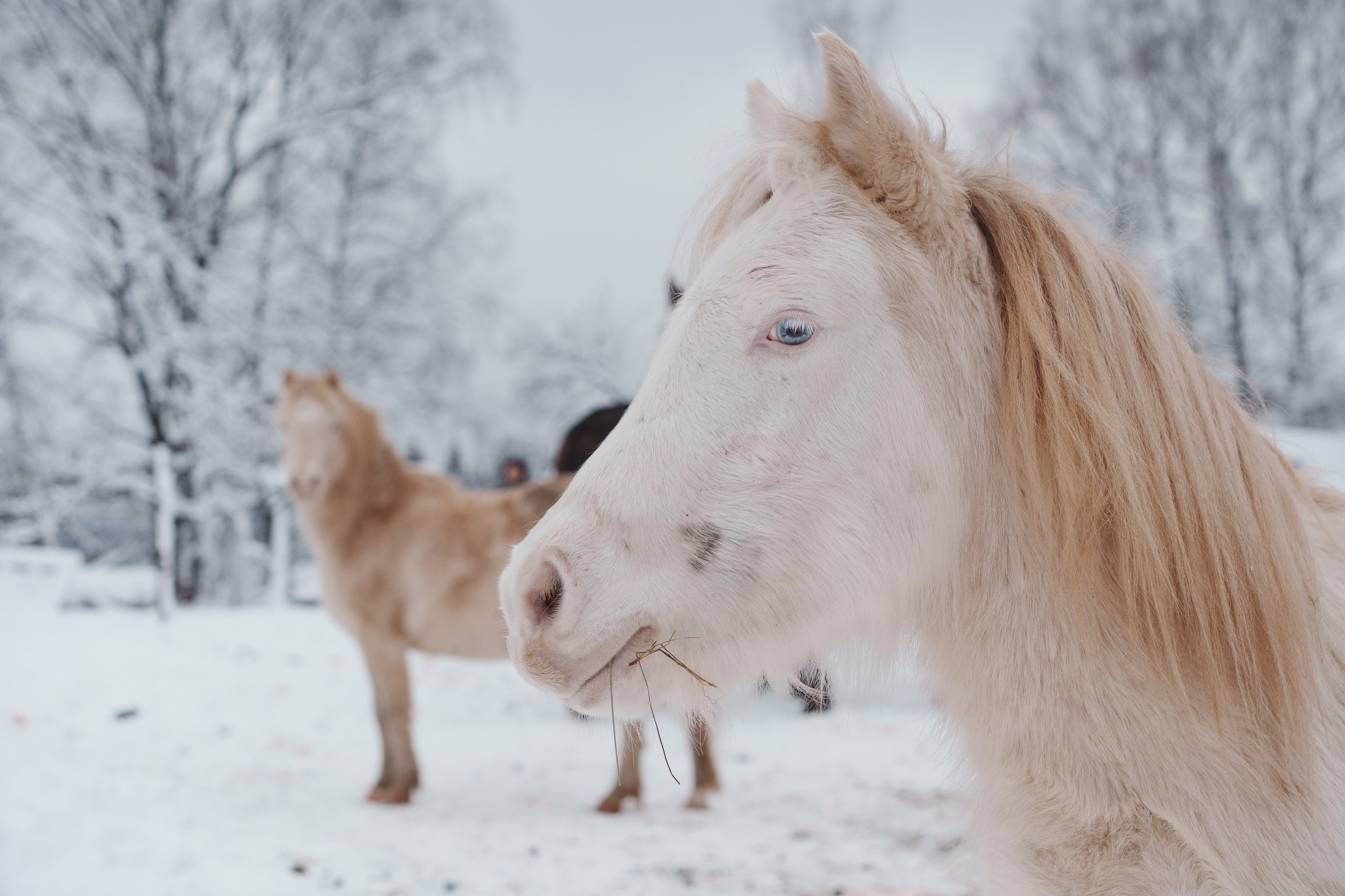 Сестры. Семейный фотограф Клубкова Мария. Поместье Клу