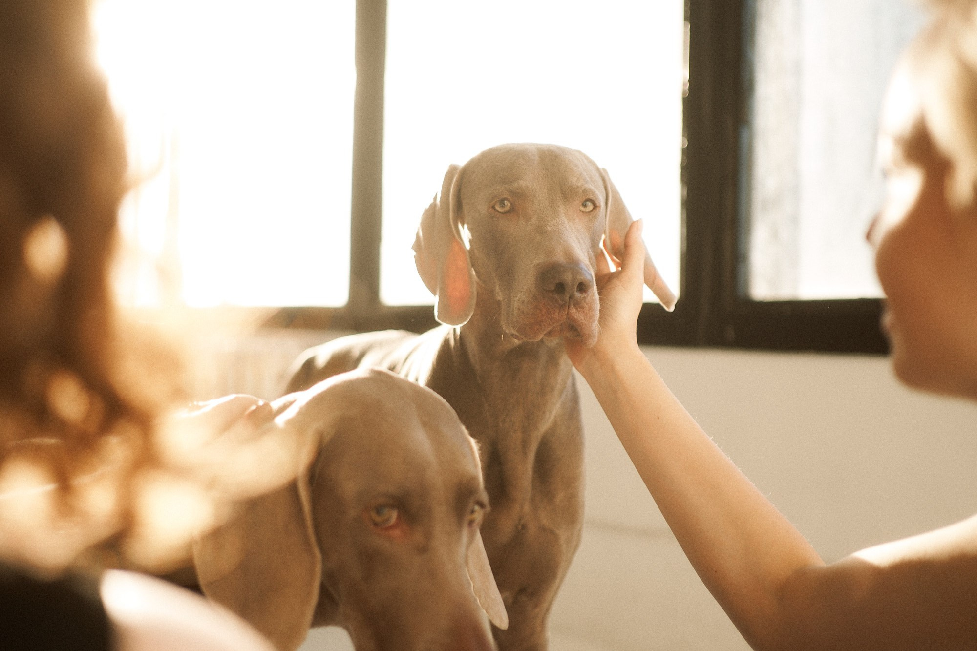 Сестры. Фотограф анималист Москва Дарья