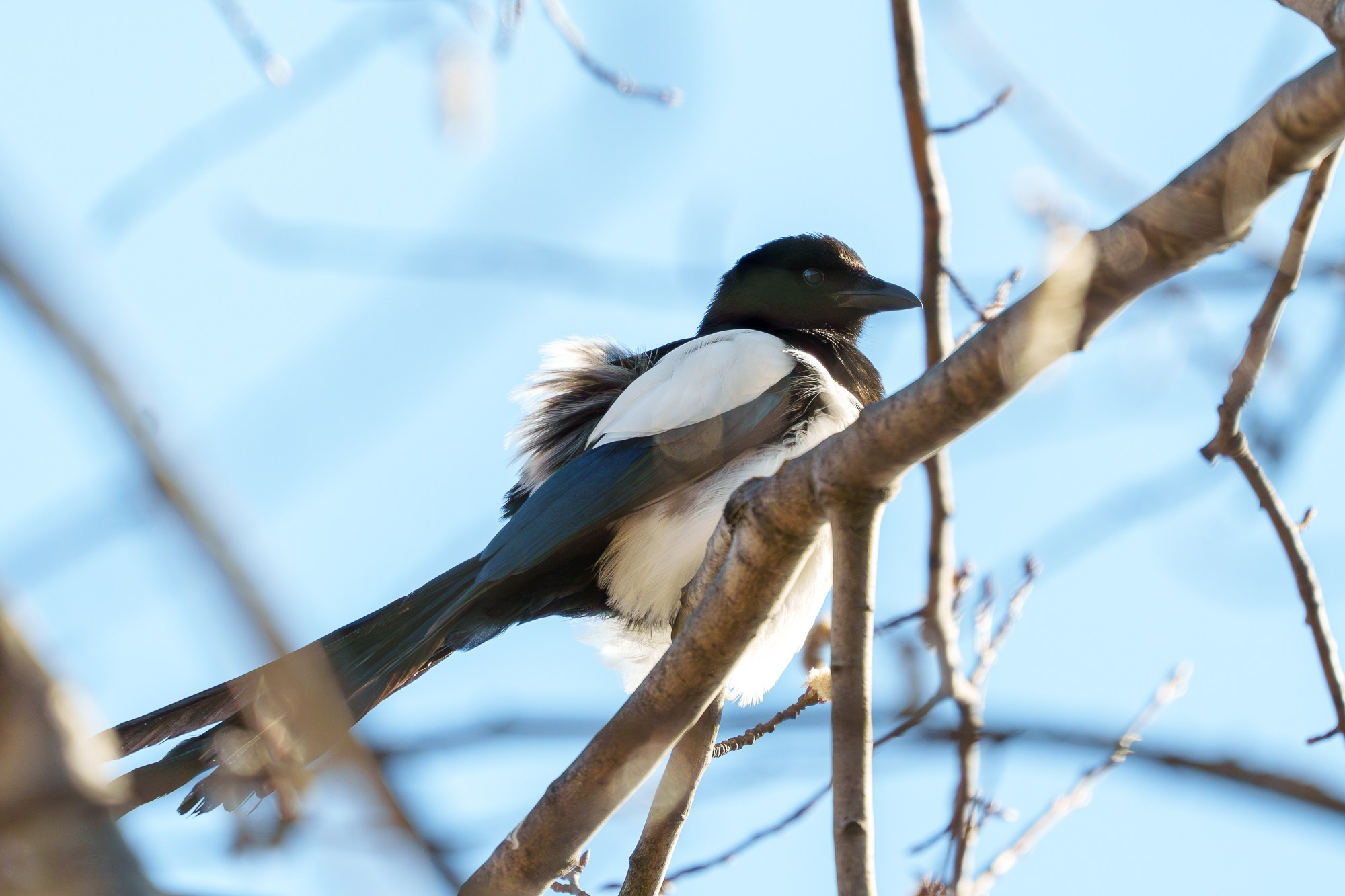 Удивительные мир птиц. Вокруг нас столько прекрасного — присмотритесь!. Ваш личный фотограф Марина Волкова