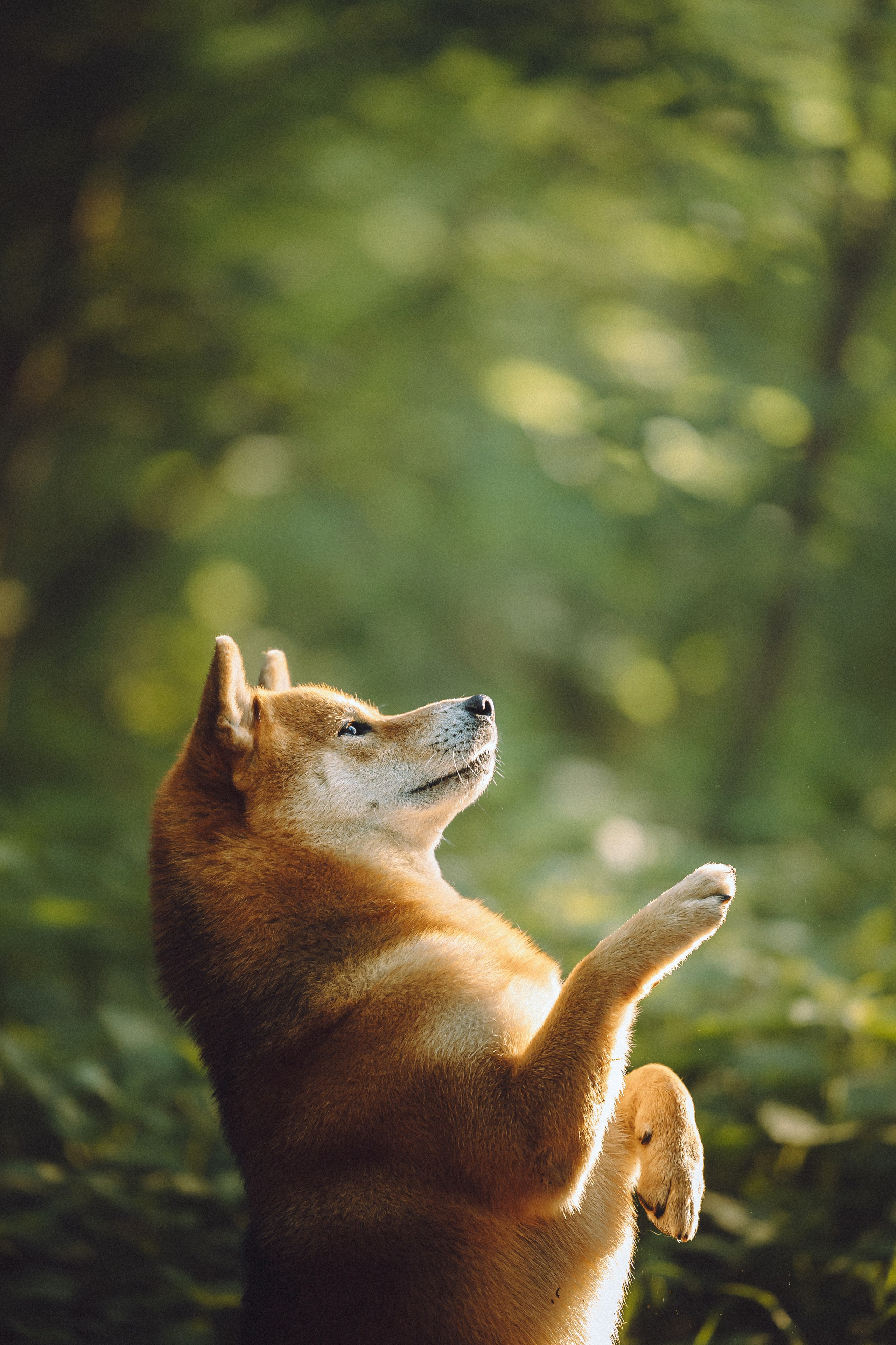 Шед, Цири, Чиби, Цера и их семья