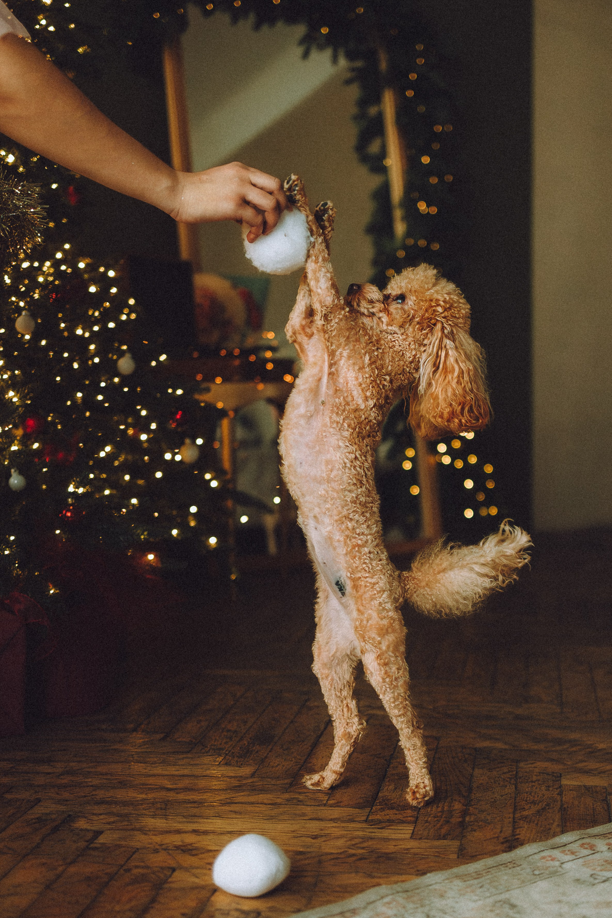 Джули, Шелли и их семья