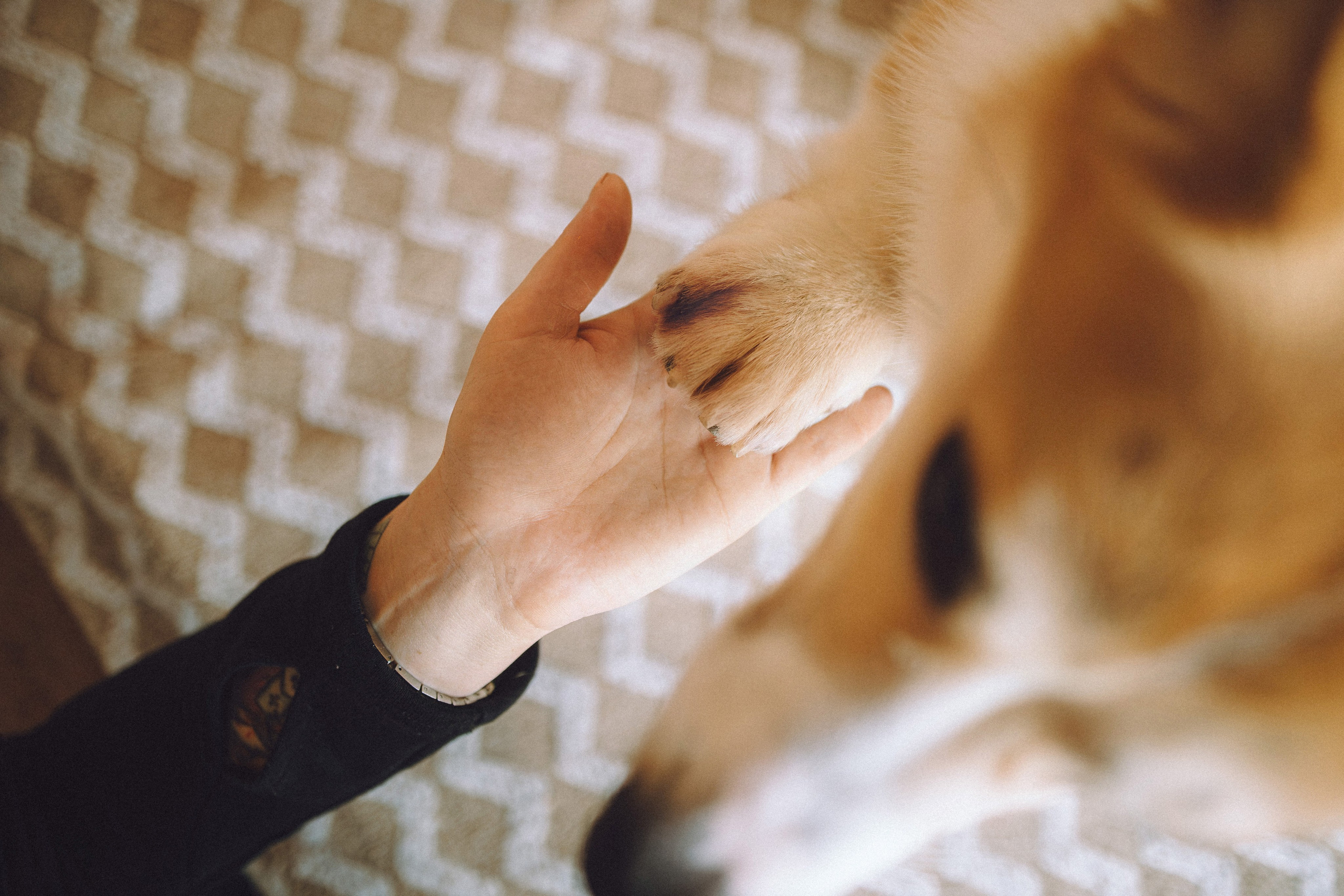 Наталья, Евгений и Мерлин