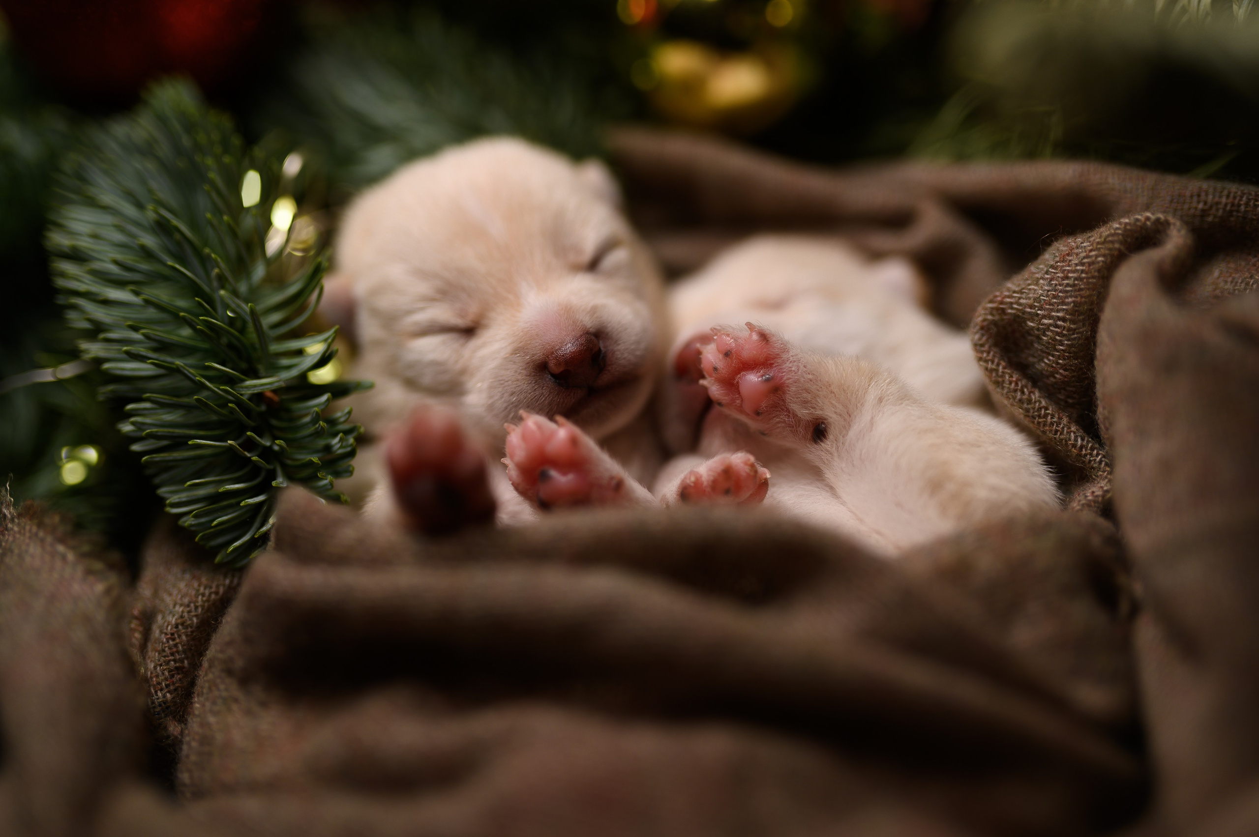 Мамесиба. Фотограф анималист в Москве Ольга Агушева