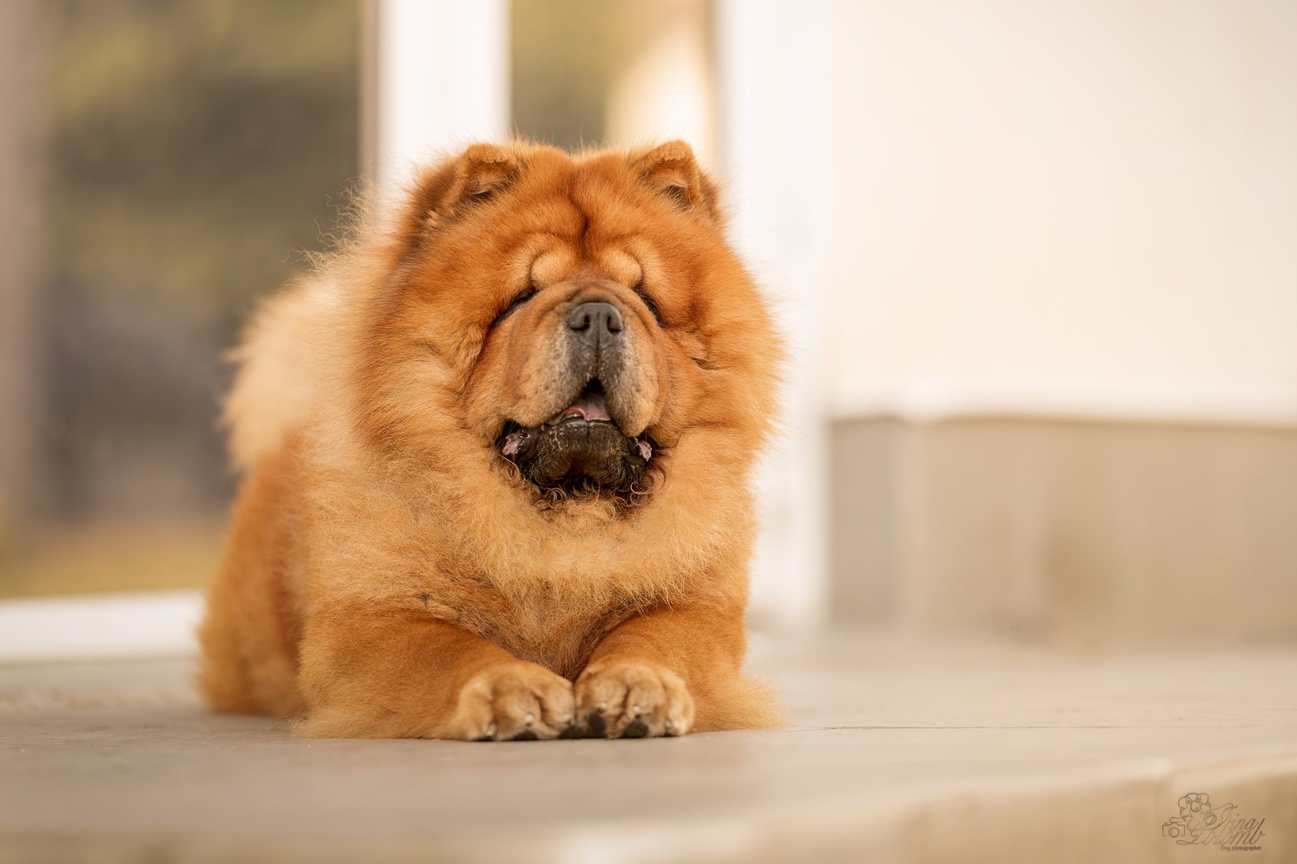 Дана и Макс, Чау-чау. Ирина Голомб|Фотограф-анималист в  Сочи и Калининграде