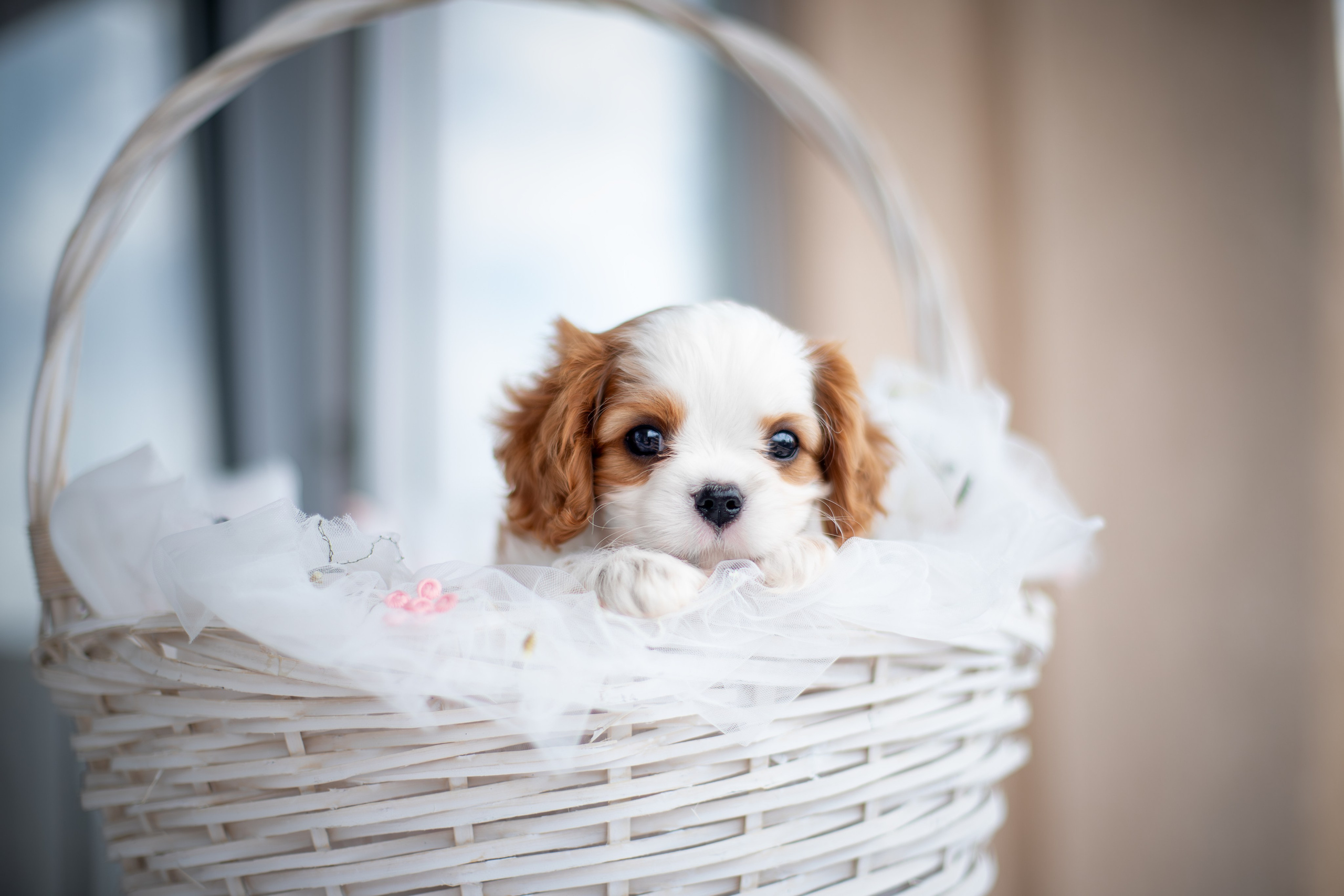 Малыши Кавалер Кинг Чарльз Спаниели. Ирина Голомб|Фотограф-анималист в  Сочи и Калининграде