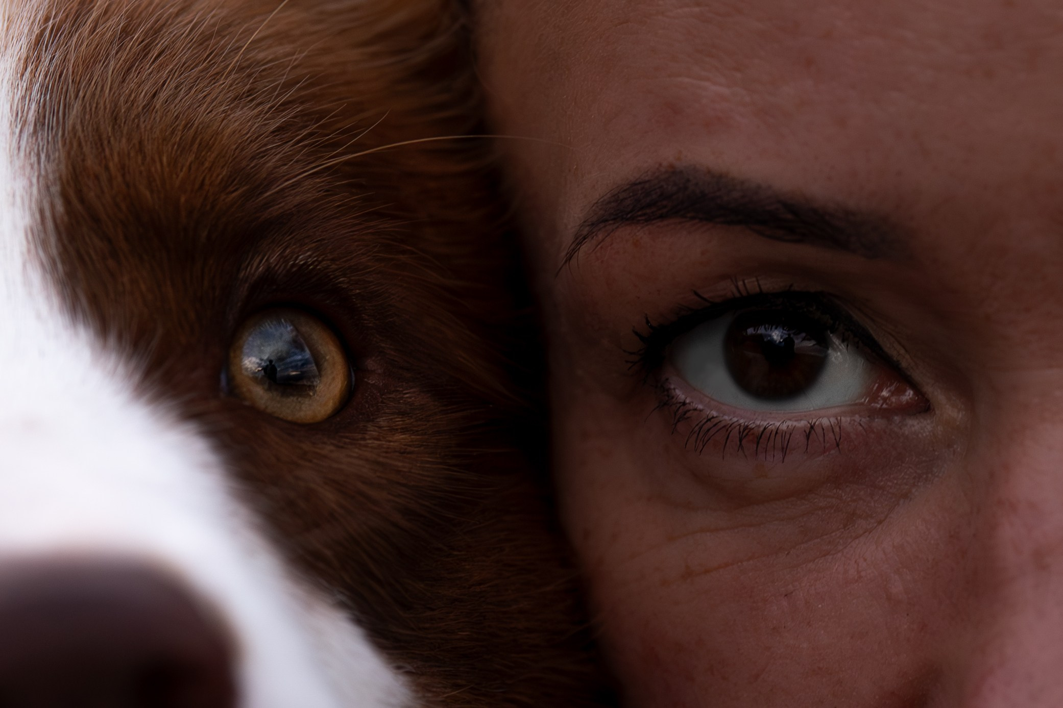 Нолан, Бордер-колли. Ирина Голомб|Фотограф-анималист в  Сочи и Калининграде