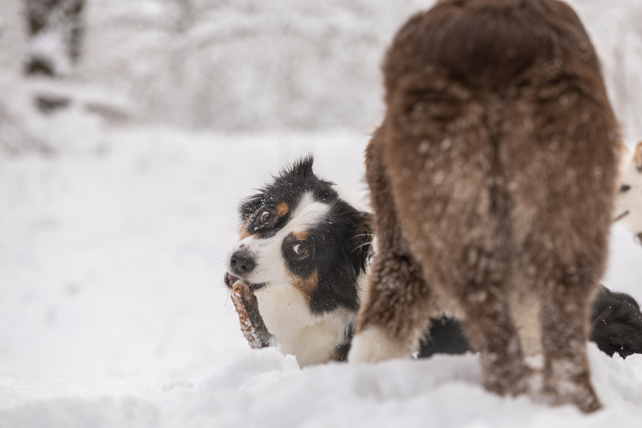 Догтуса Тропа Ефремова. Ирина Голомб|Фотограф-анималист в  Сочи и Калининграде