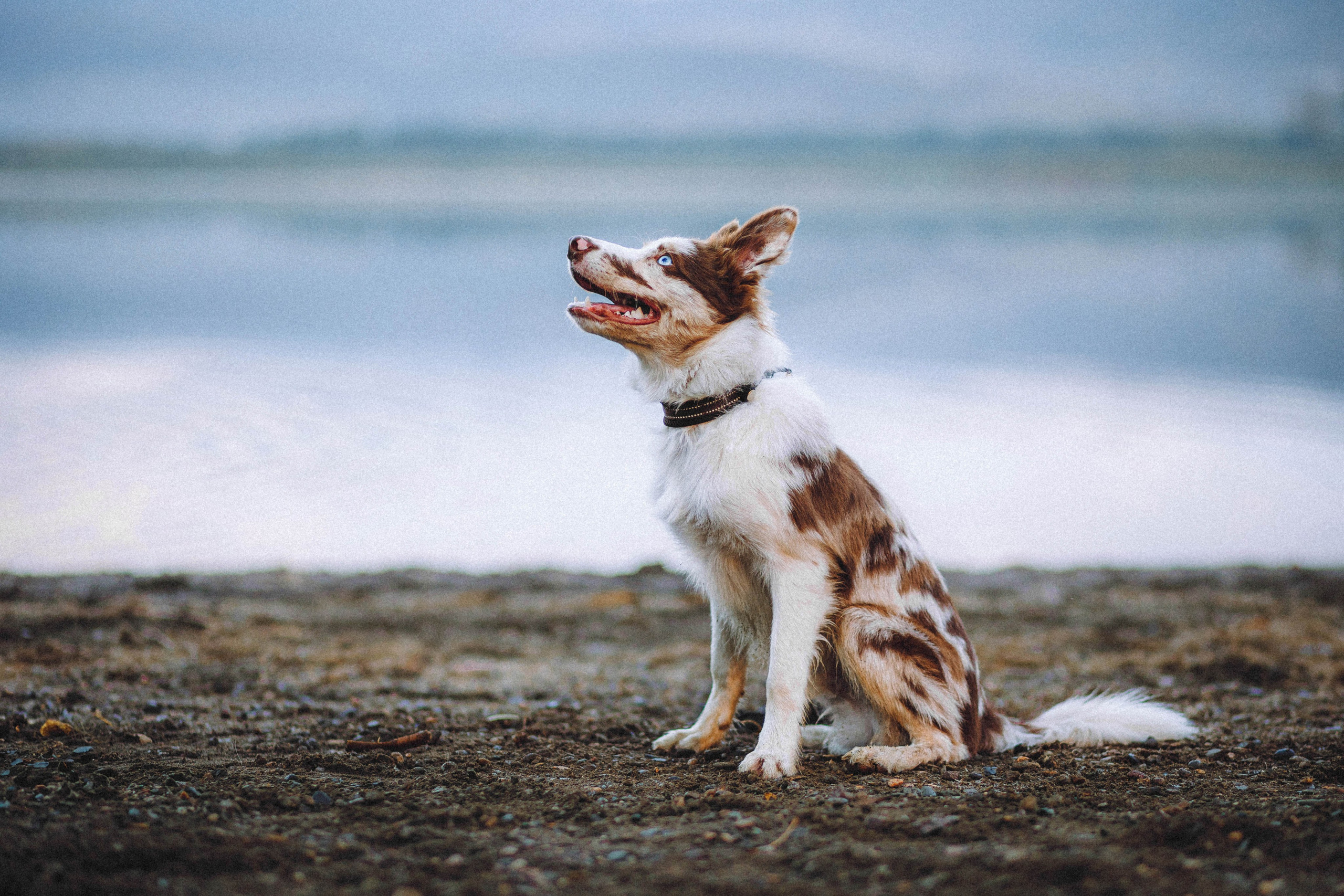 Оля, Саша и Айко