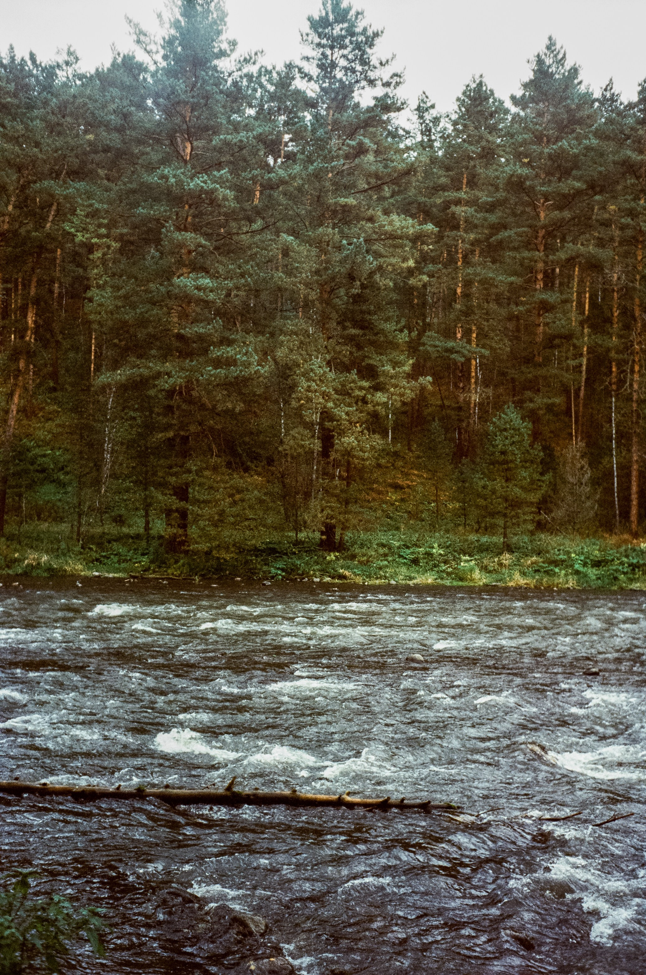 Горно-Алтайский ботанический сад / 13 сентября 2024 года / Minox 35 GT / SFL 250D