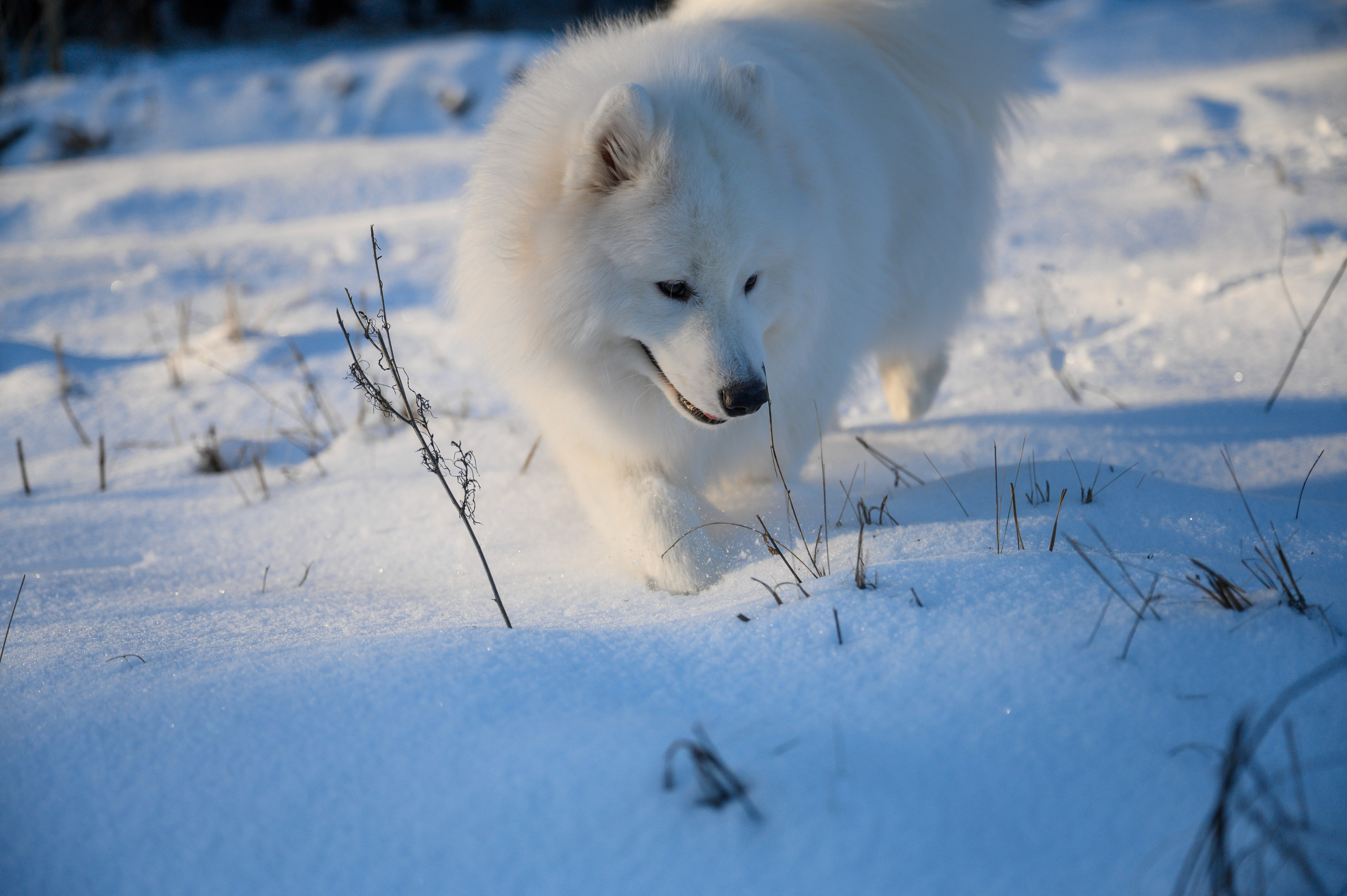 Самоед Тайфун. Bazarkom-photo.ru Фотограф Виктор Оськин в Старом Осколе