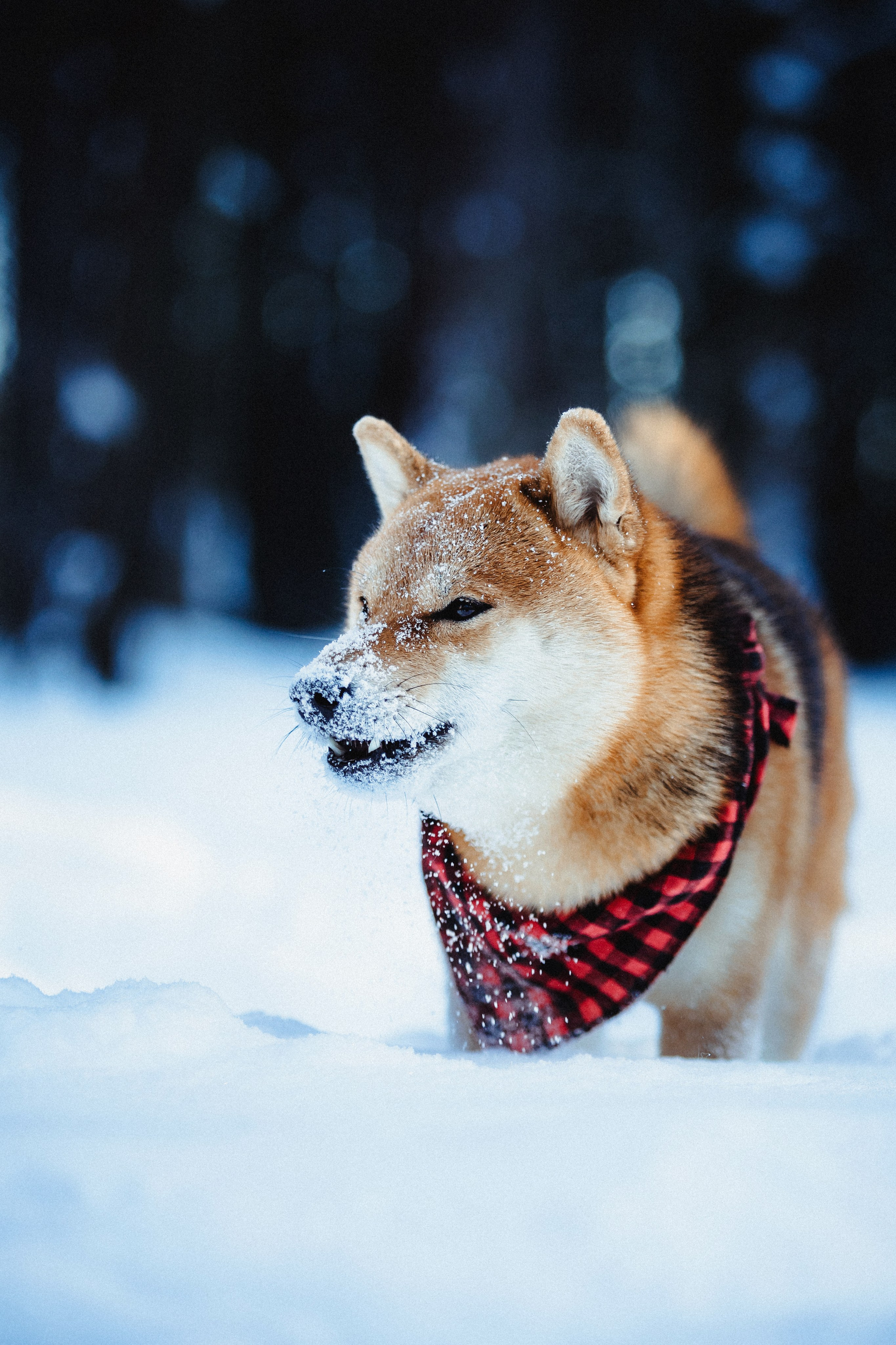 Шед, Цири и Ира