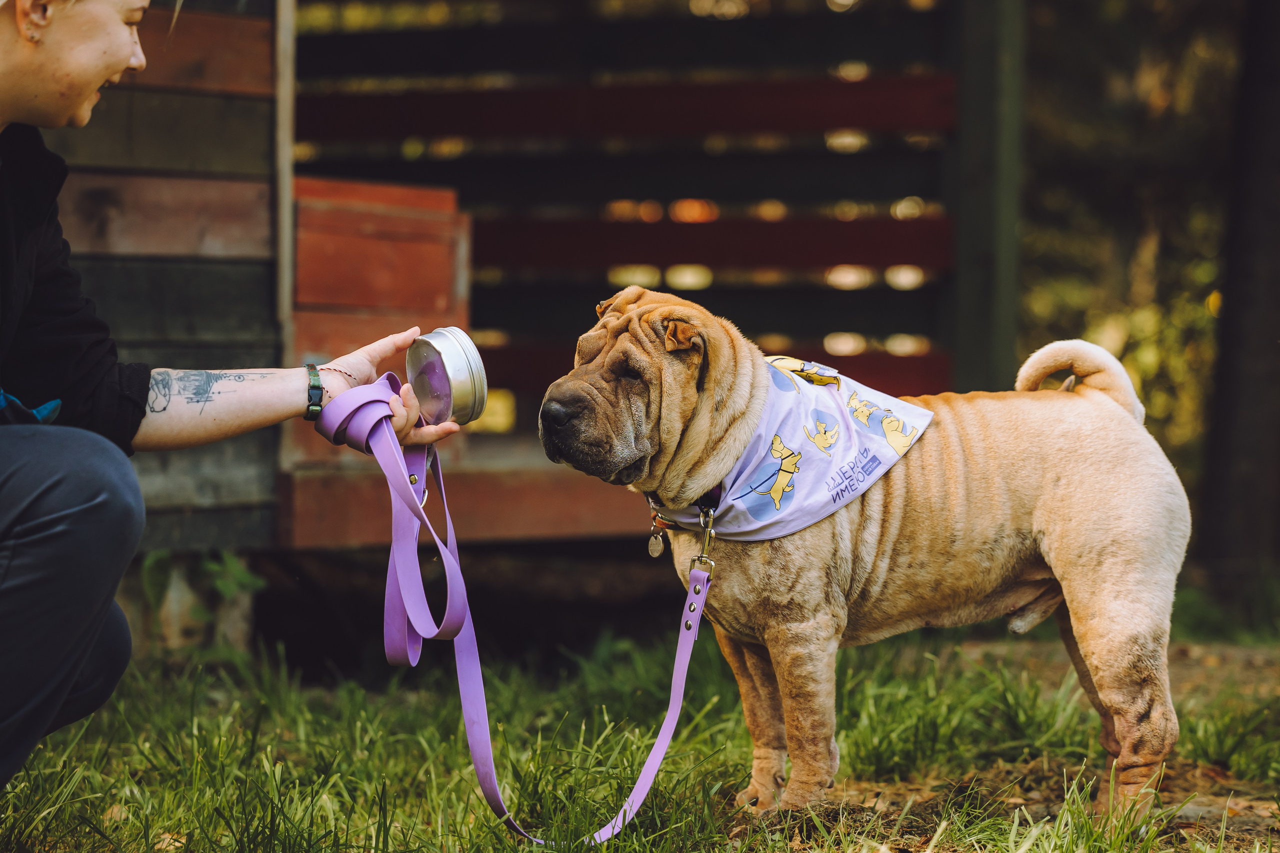 Выездной дог-тренинг от школы «Шерсть имею», Тованово