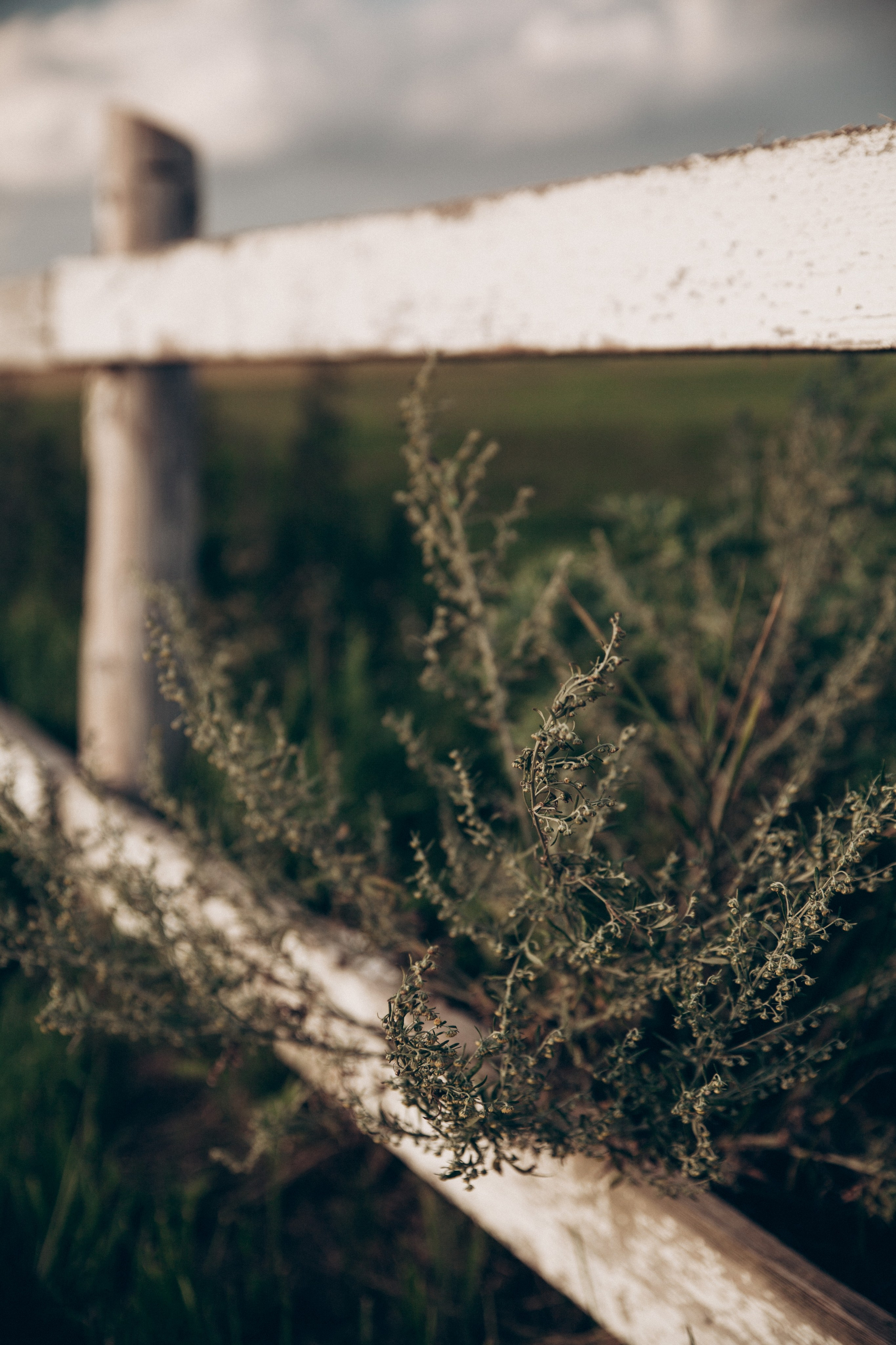 Воздушный змей. Репортажный и детский фотограф в Минске