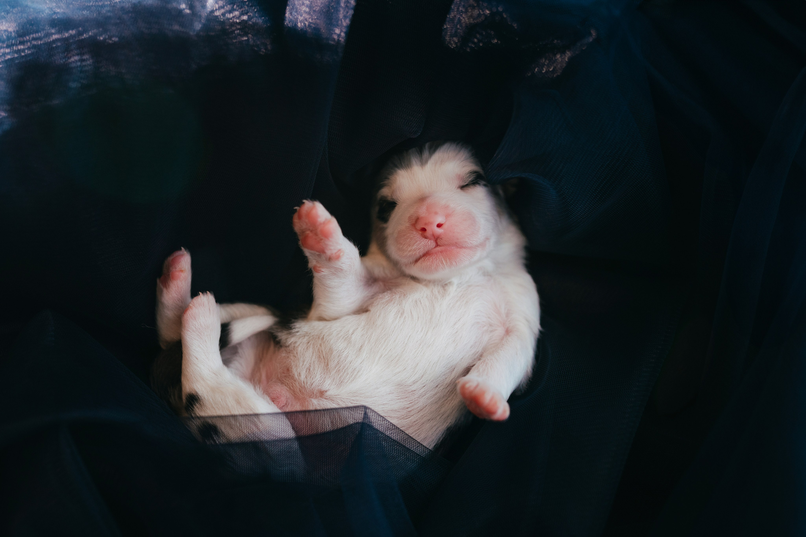 Аусси. Фотограф анималист Осипчикова Мария