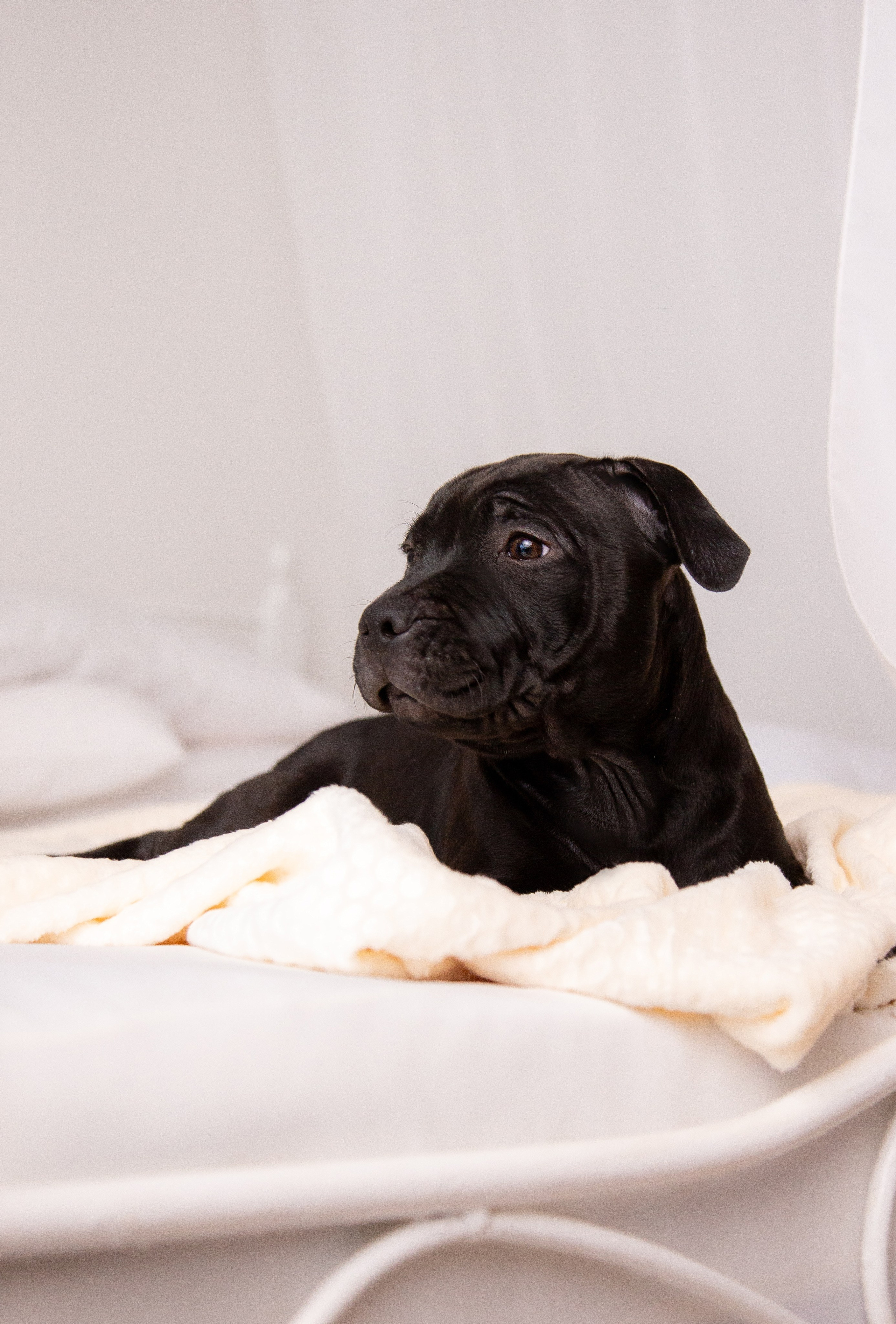 Новогодние малыши. Фотограф Анималист в Перми Анастасия Остерман