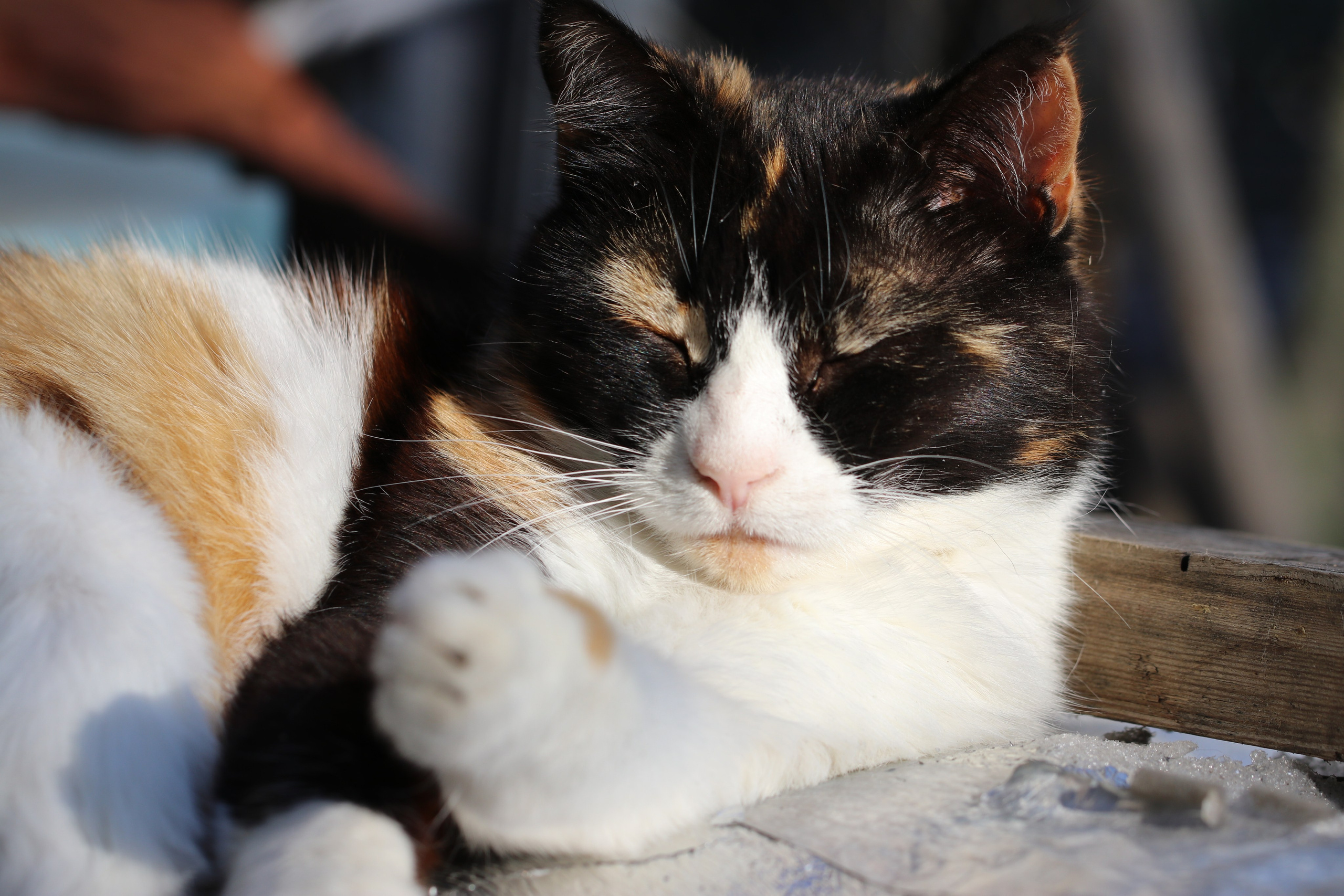 Крым. ЮБК (Бахчисарай, Кастрополь, Таракташская тропа). Май 2021. Путешественник-фотограф из Санкт-Петербурга Татьяна Свистулина