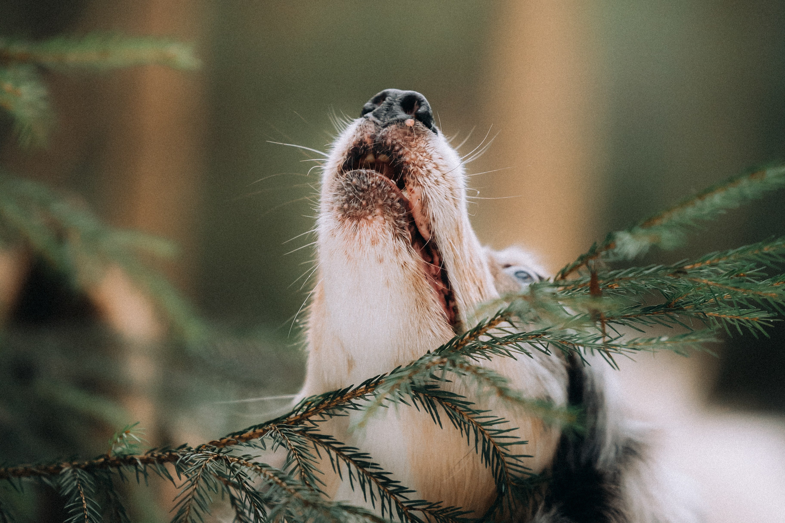 Полина, Милли и Паддингтон