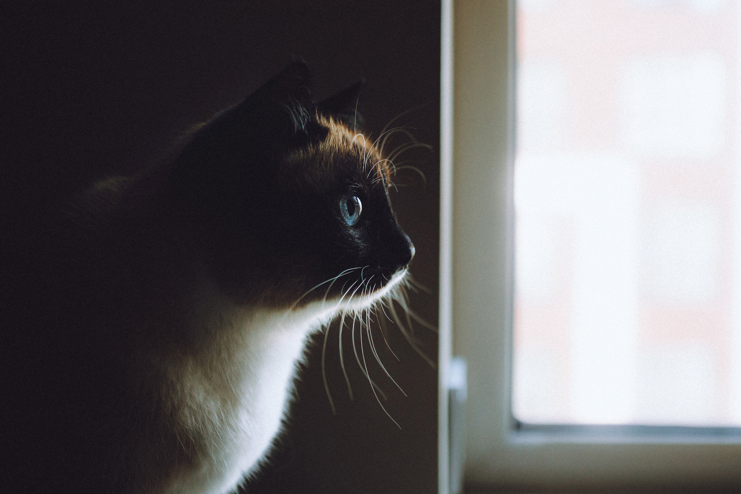 Наташа, Маруся и Зефир