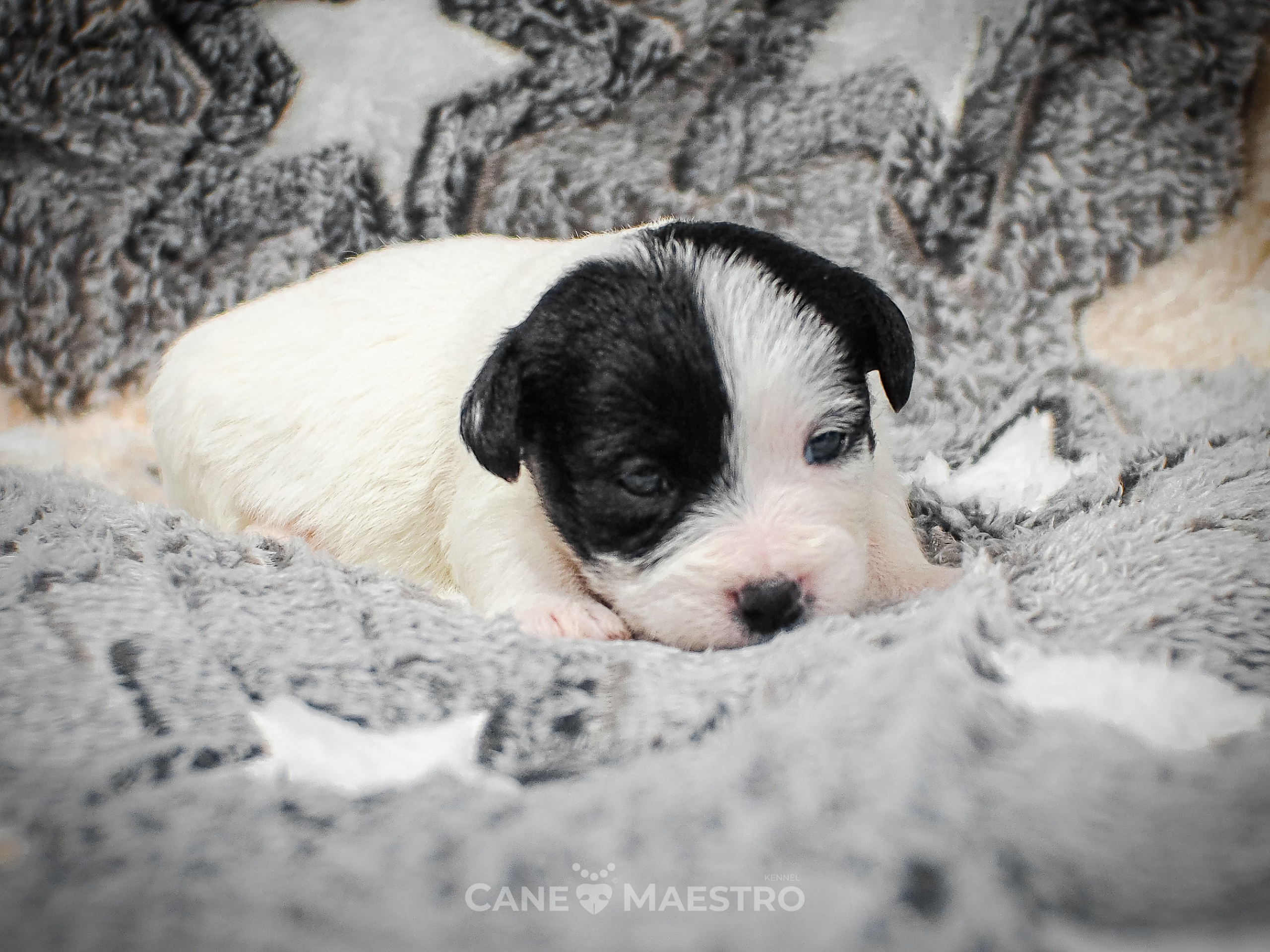 КОБ_Z_2_BLACK_27_08_2025. CANE MAESTRO — kennel Jack Russell Terrier