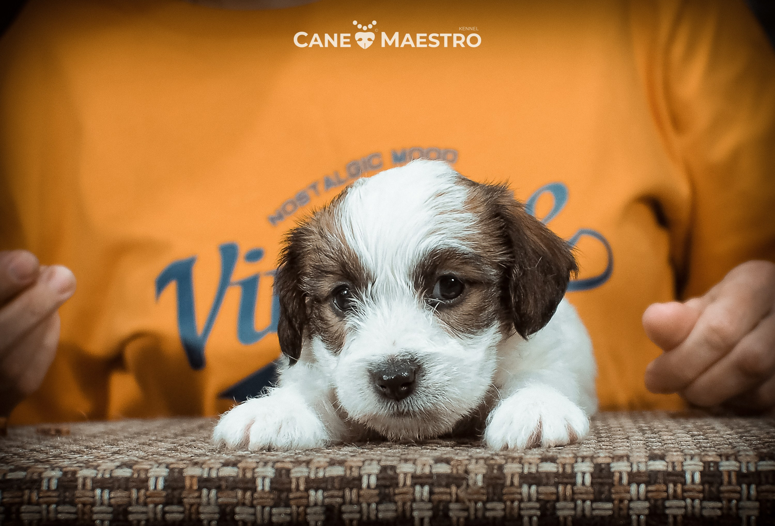 Сук_21_12_25. CANE MAESTRO — kennel Jack Russell Terrier