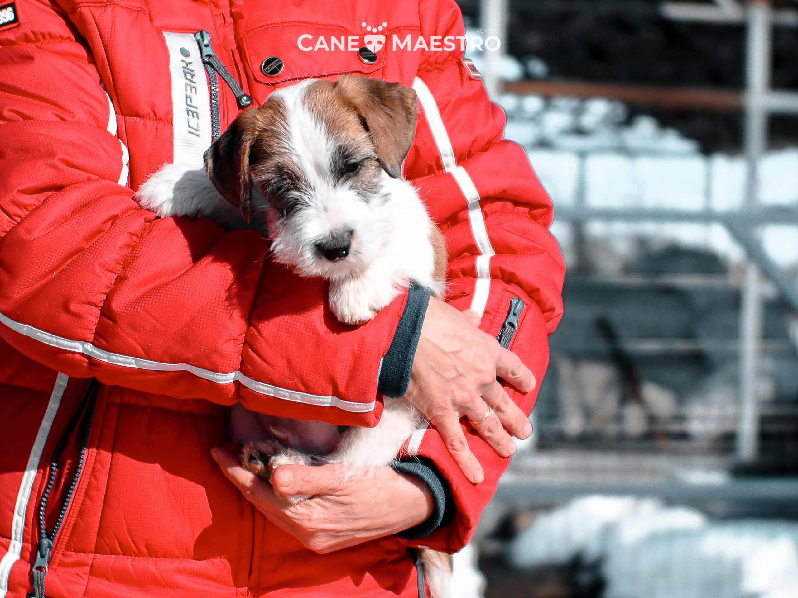 КОБ_ЛИСА_05_01_26. CANE MAESTRO — kennel Jack Russell Terrier