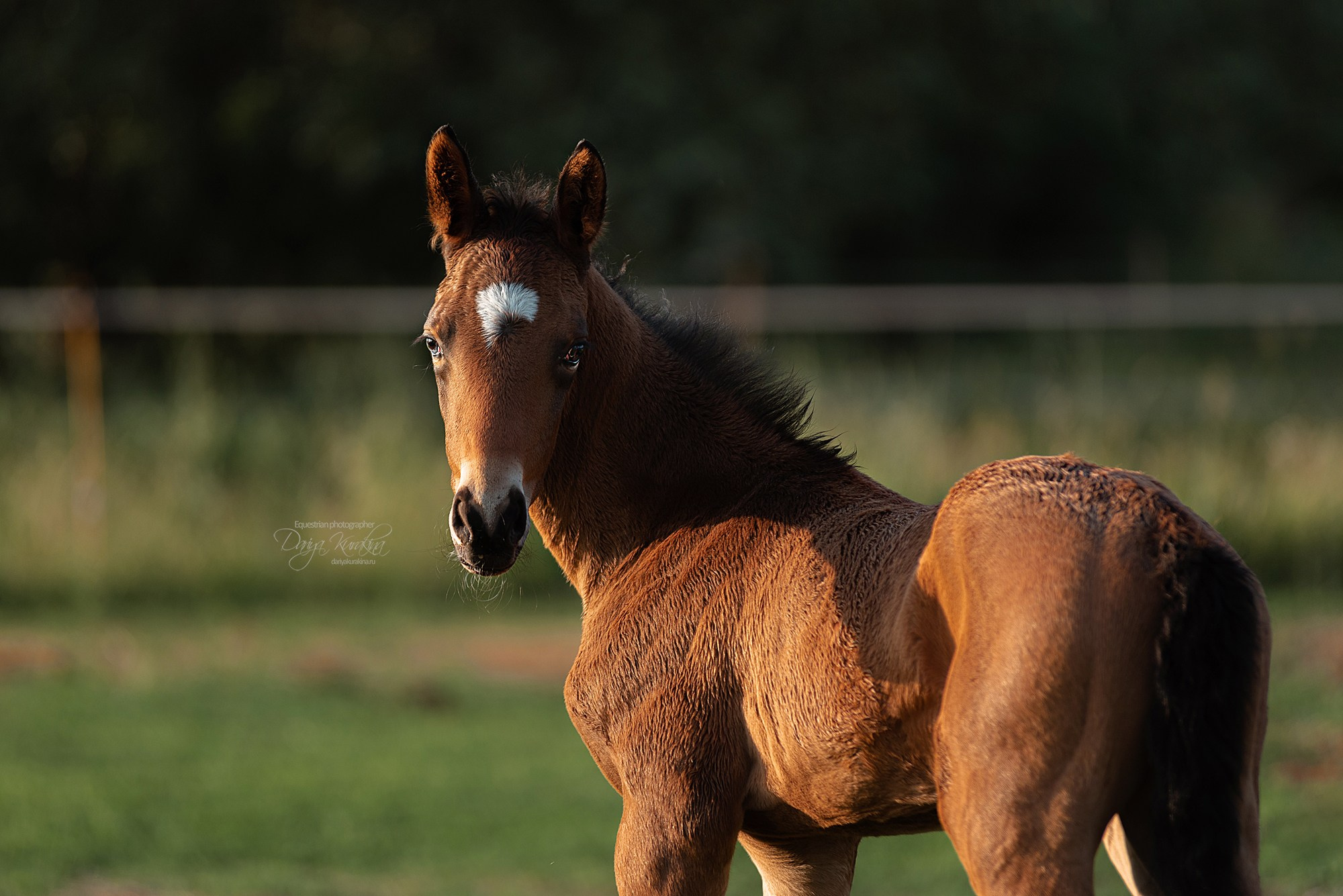 Малышка Кэндис. Конный фотограф Куракина Дарья • Фотосессии с лошадьми