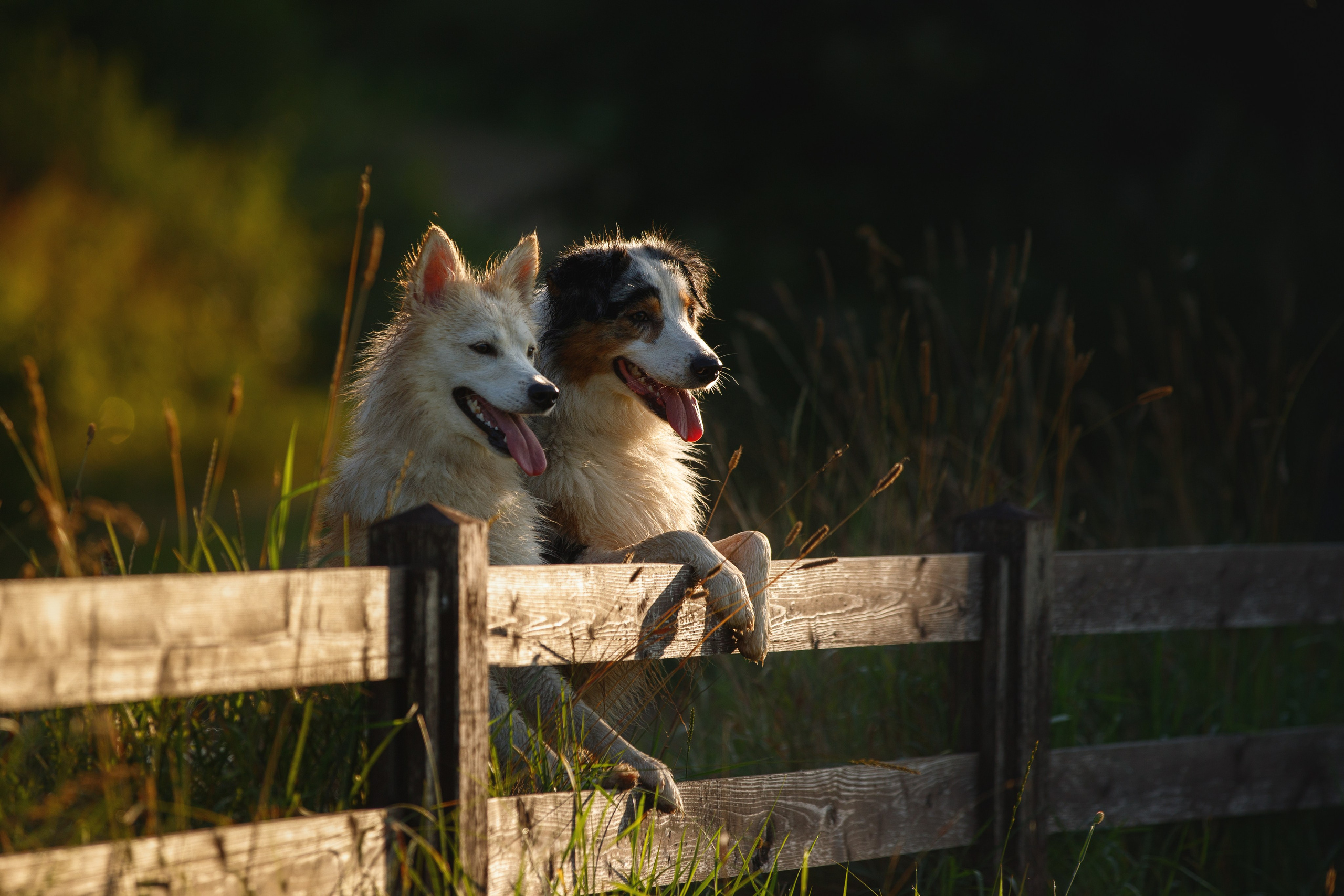 Фотограф-анималист в Калуге Мария Шерскова