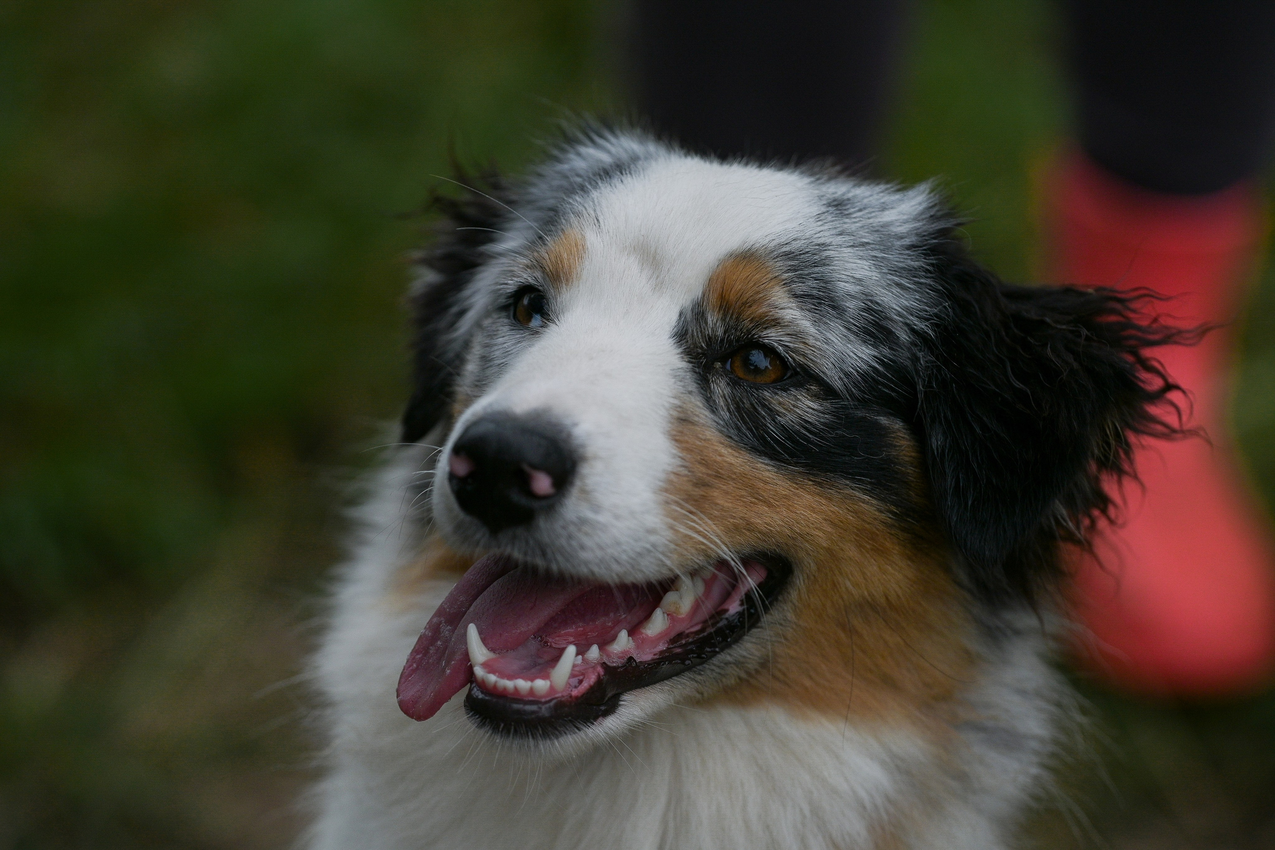 Пастьба собак. Творческий фотограф Вологда
