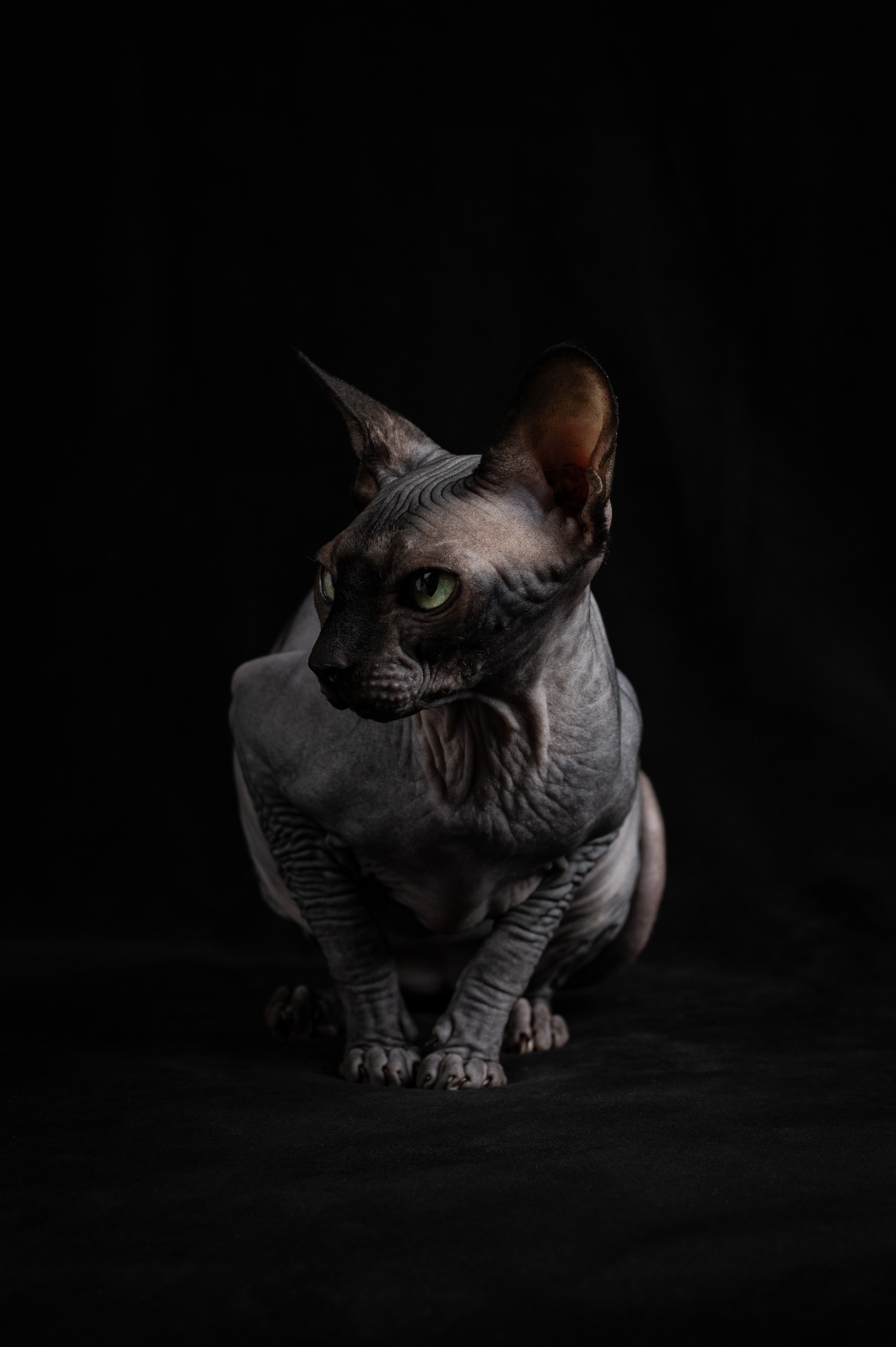 Клёпа | сфинкс. Alexandrovna photography