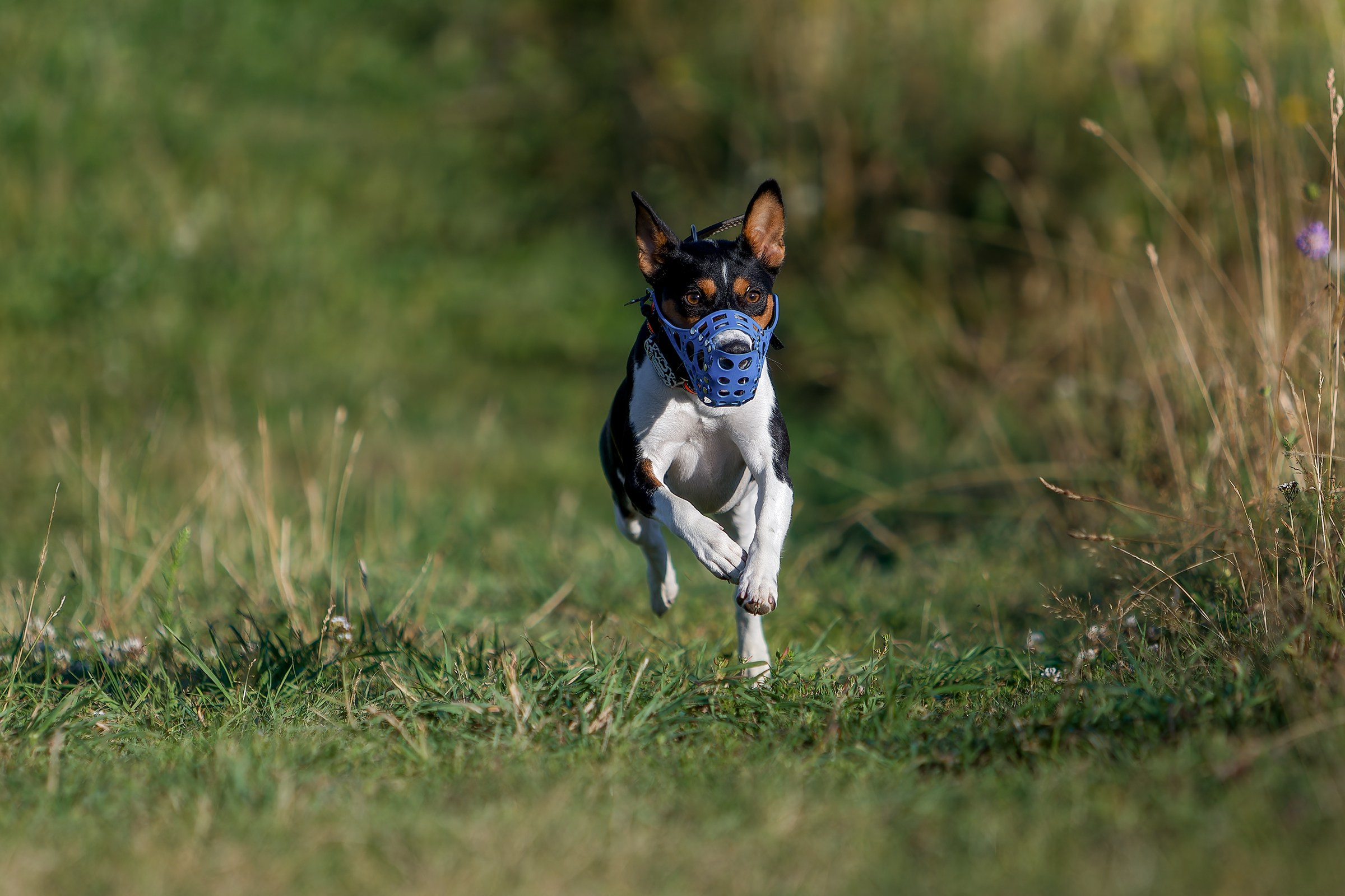 Собаки в движении. Irenephoto.ru
