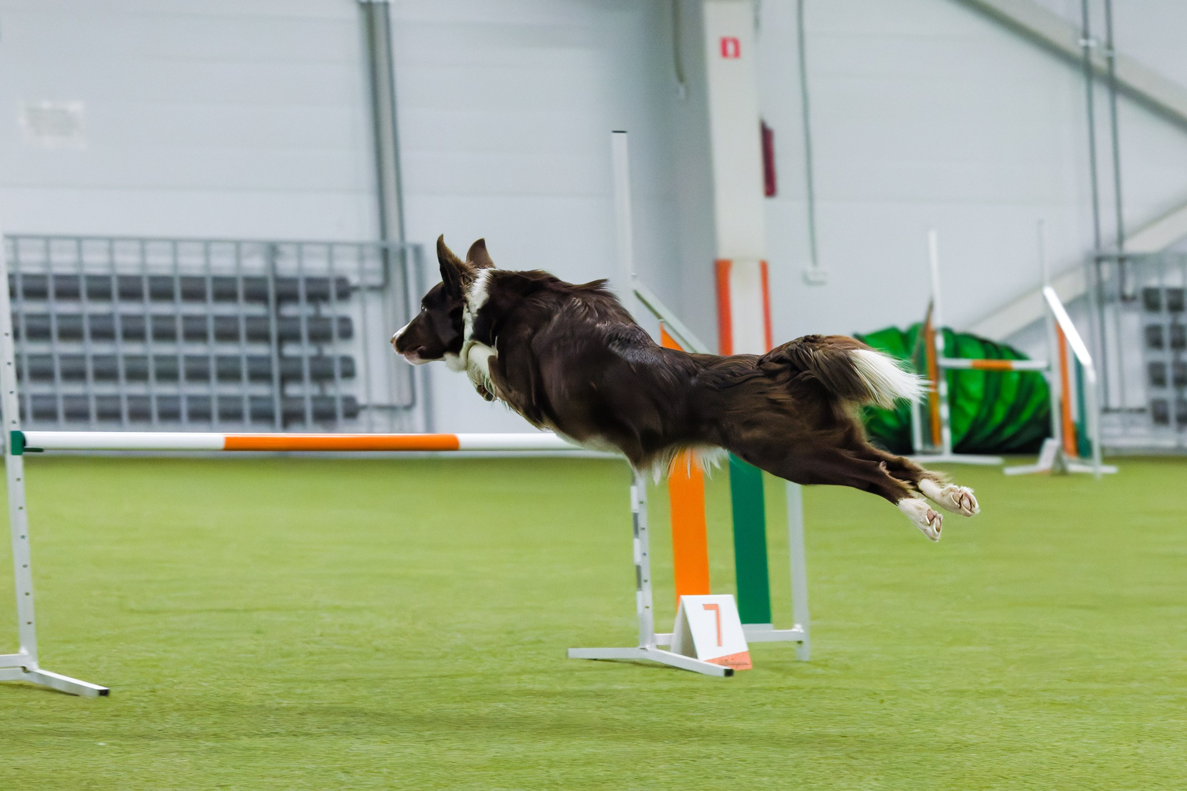 День рождения Пёсбурга — февраль 2025. Irenephoto.ru