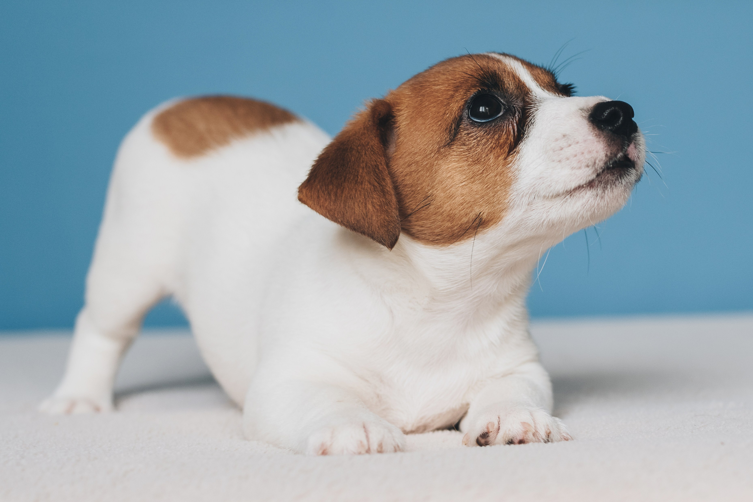 Jack Russell Terrier. Natalia Finch Photography — Family, Kids & Pet Photographer in Chicago, IL