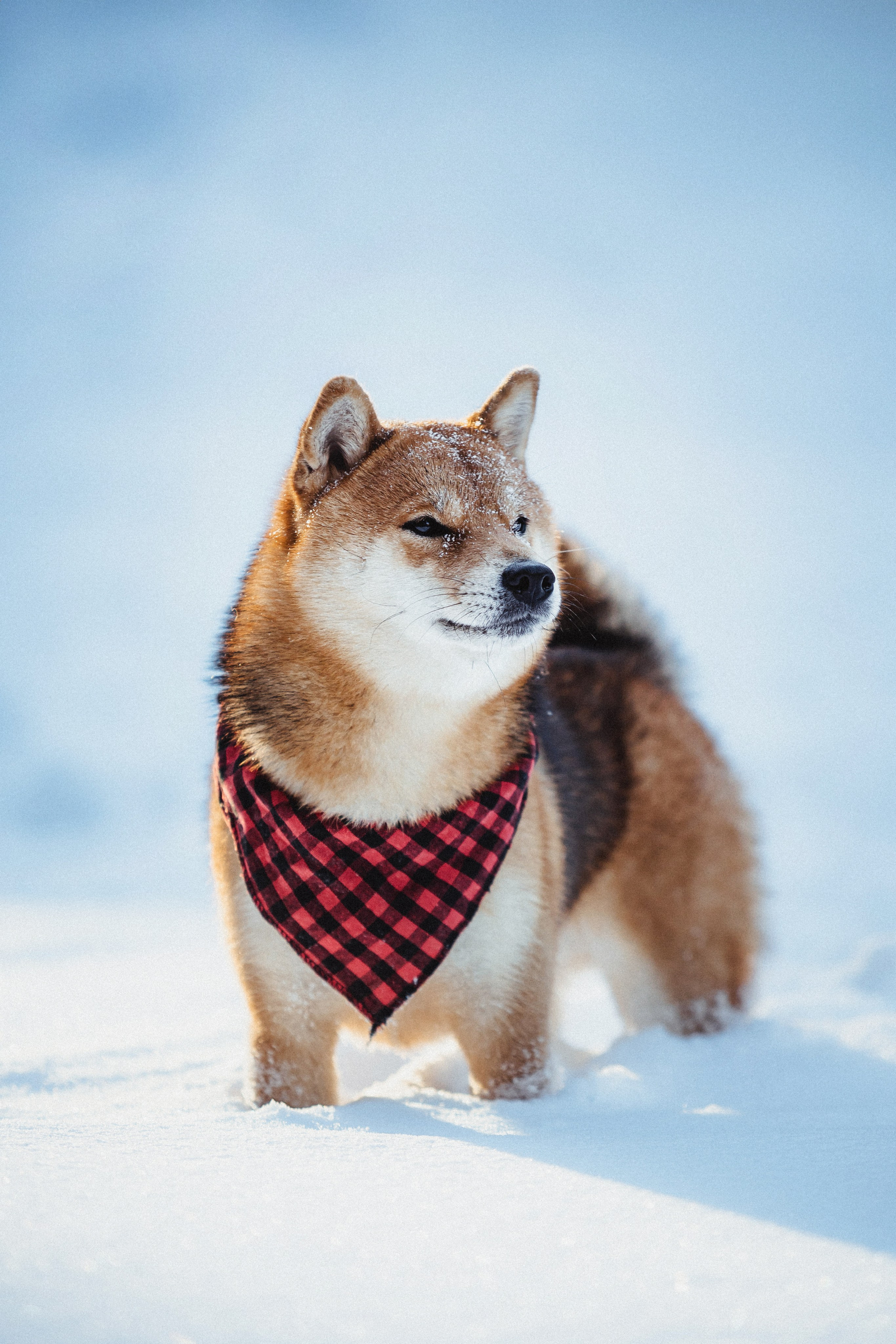 Шед, Цири и Ира